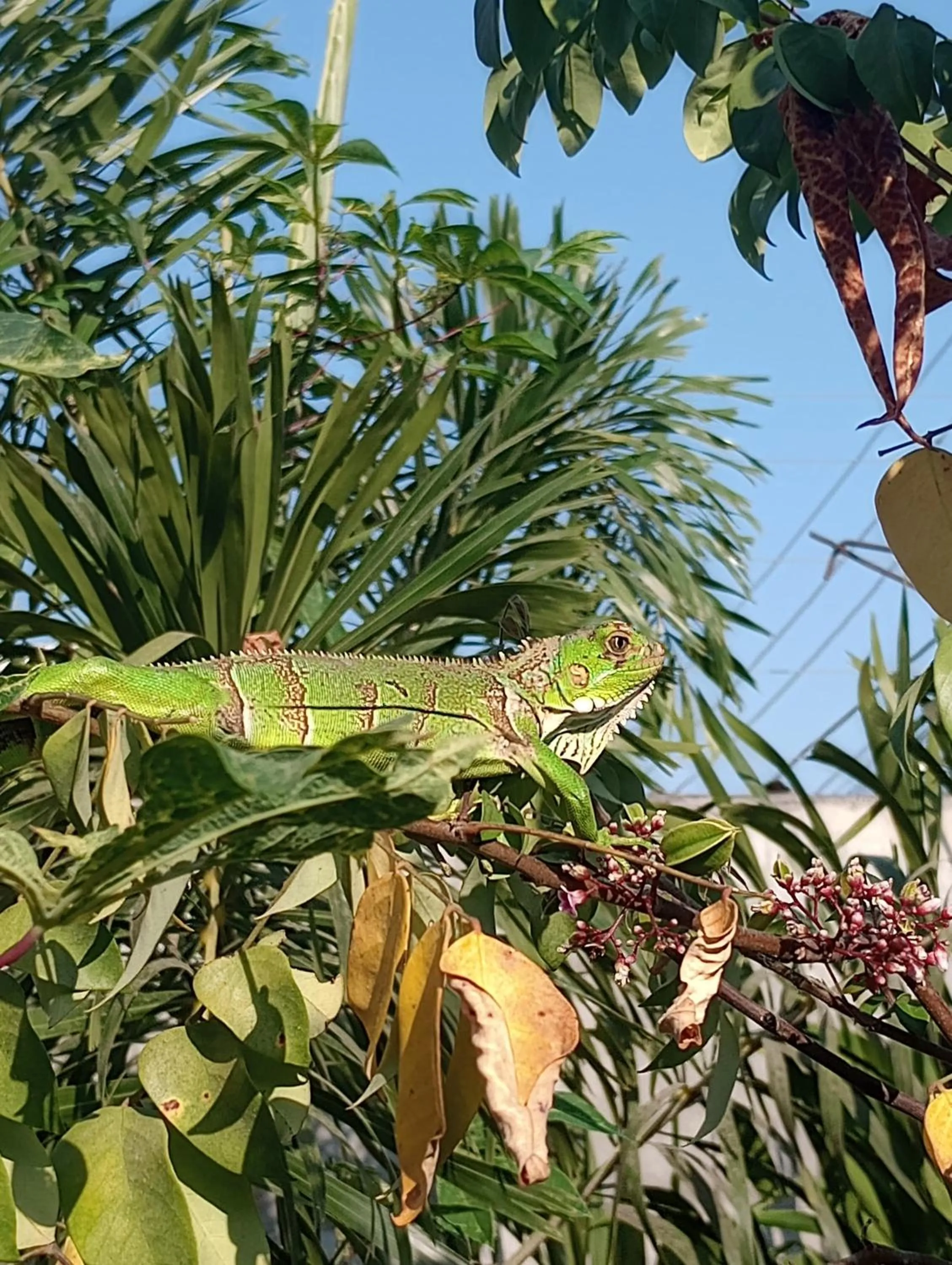Garden in Hostal Macaw