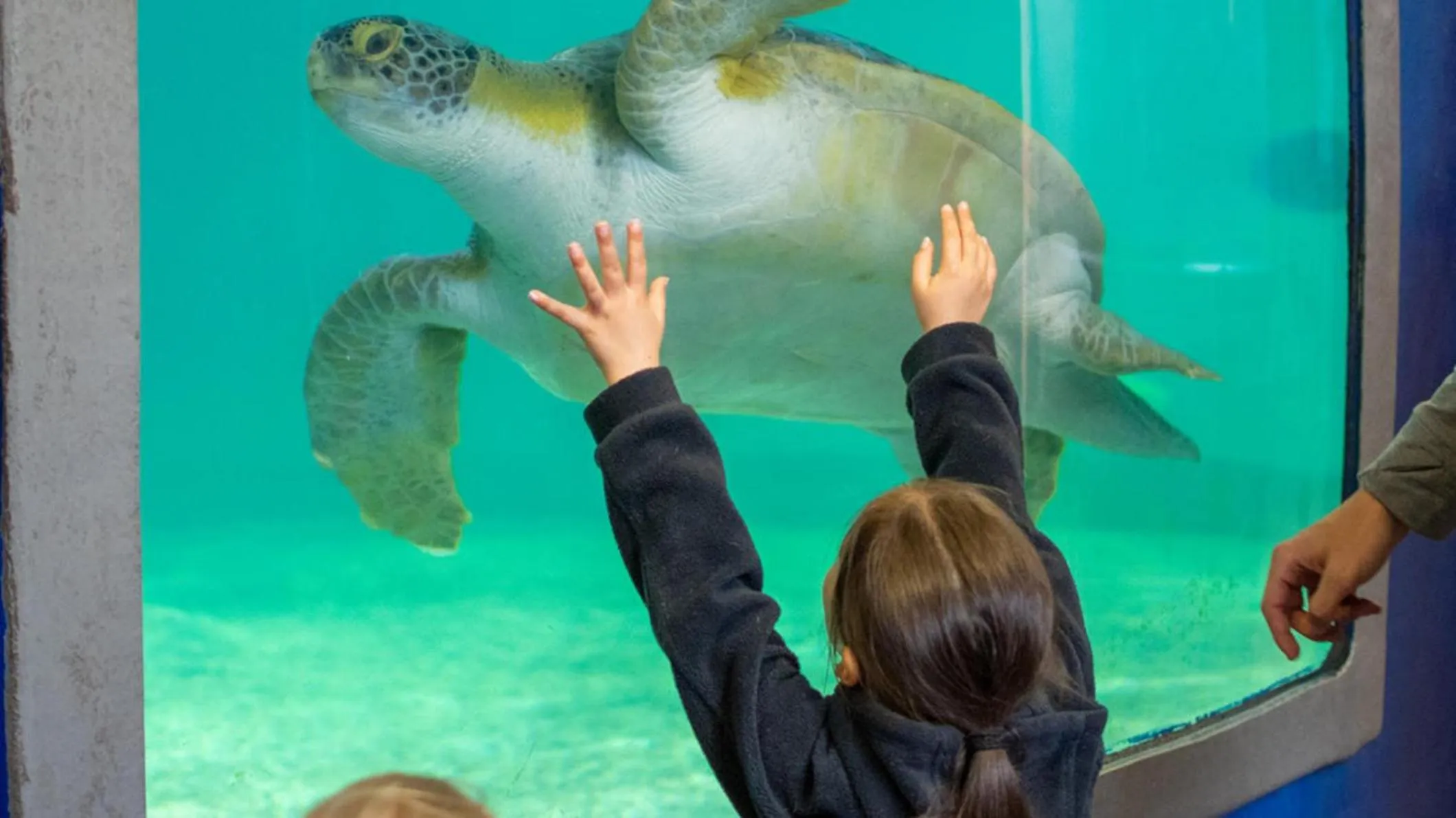 Area and facilities in Holiday Inn Resort South Padre Island-Beach Front by IHG