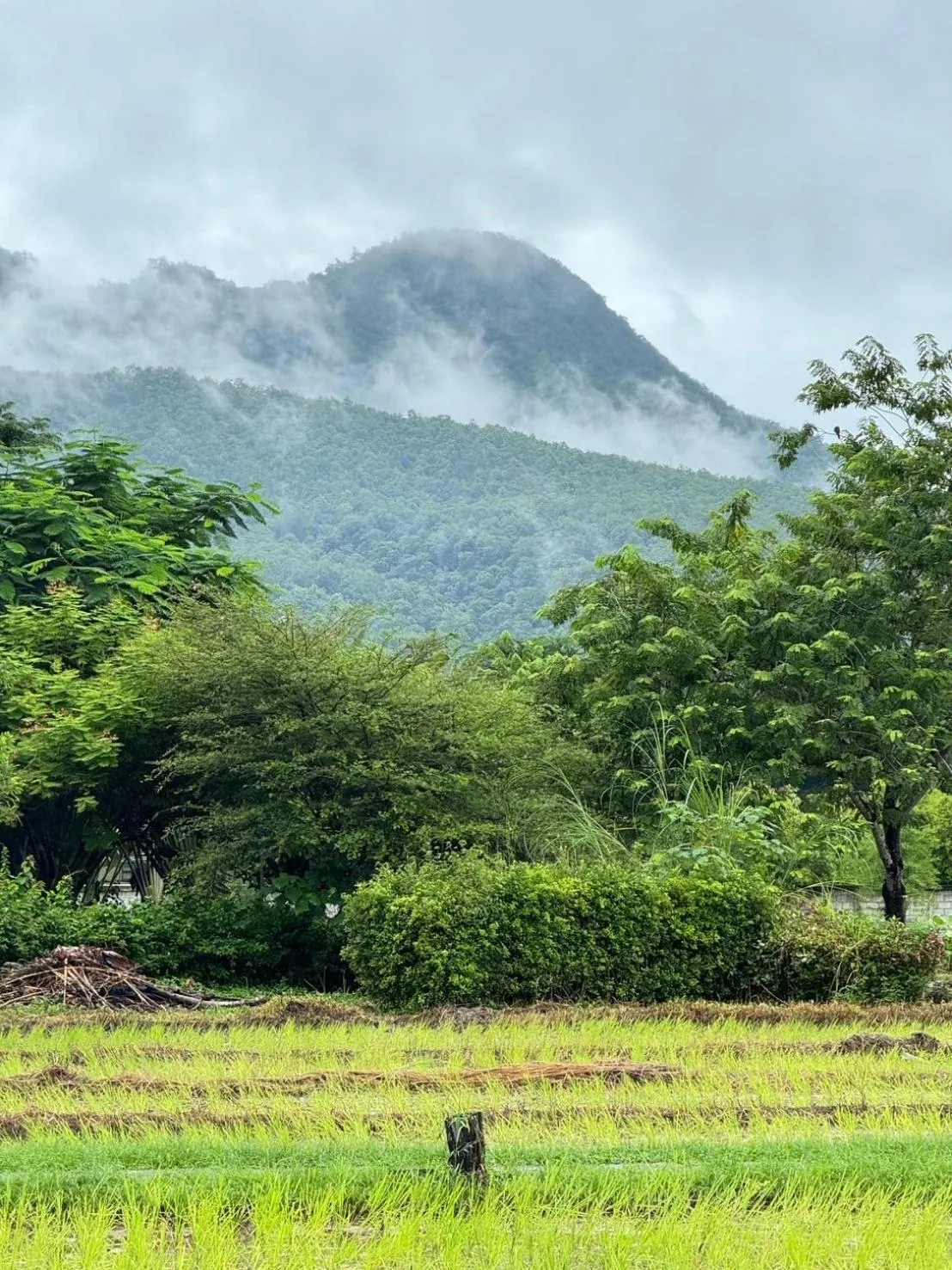 View (from property/room) in Sirita