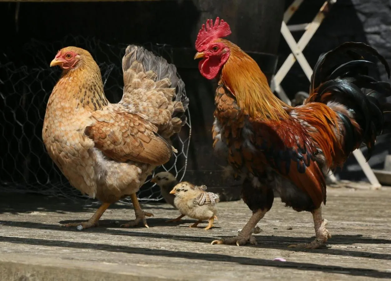Animals in Brook Farmhouse