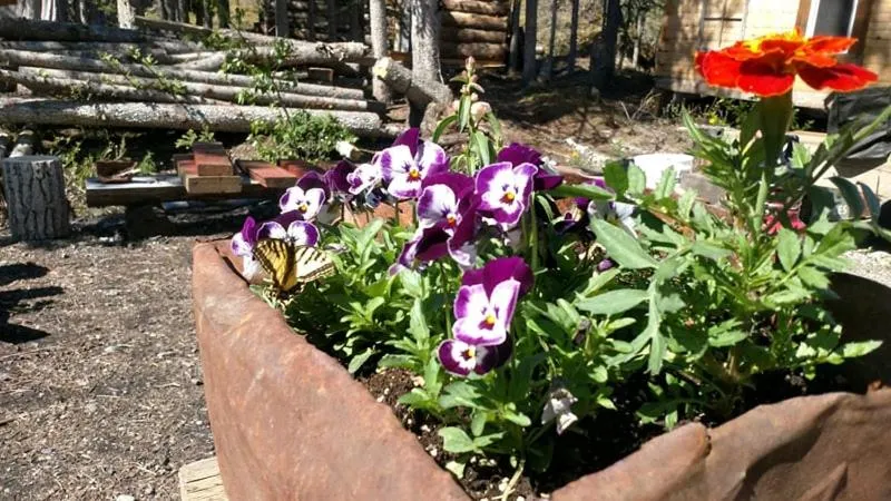 Blackburn Cabins - McCarthy, Alaska