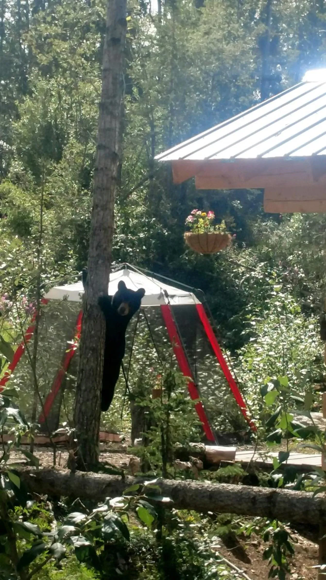 Blackburn Cabins - McCarthy, Alaska