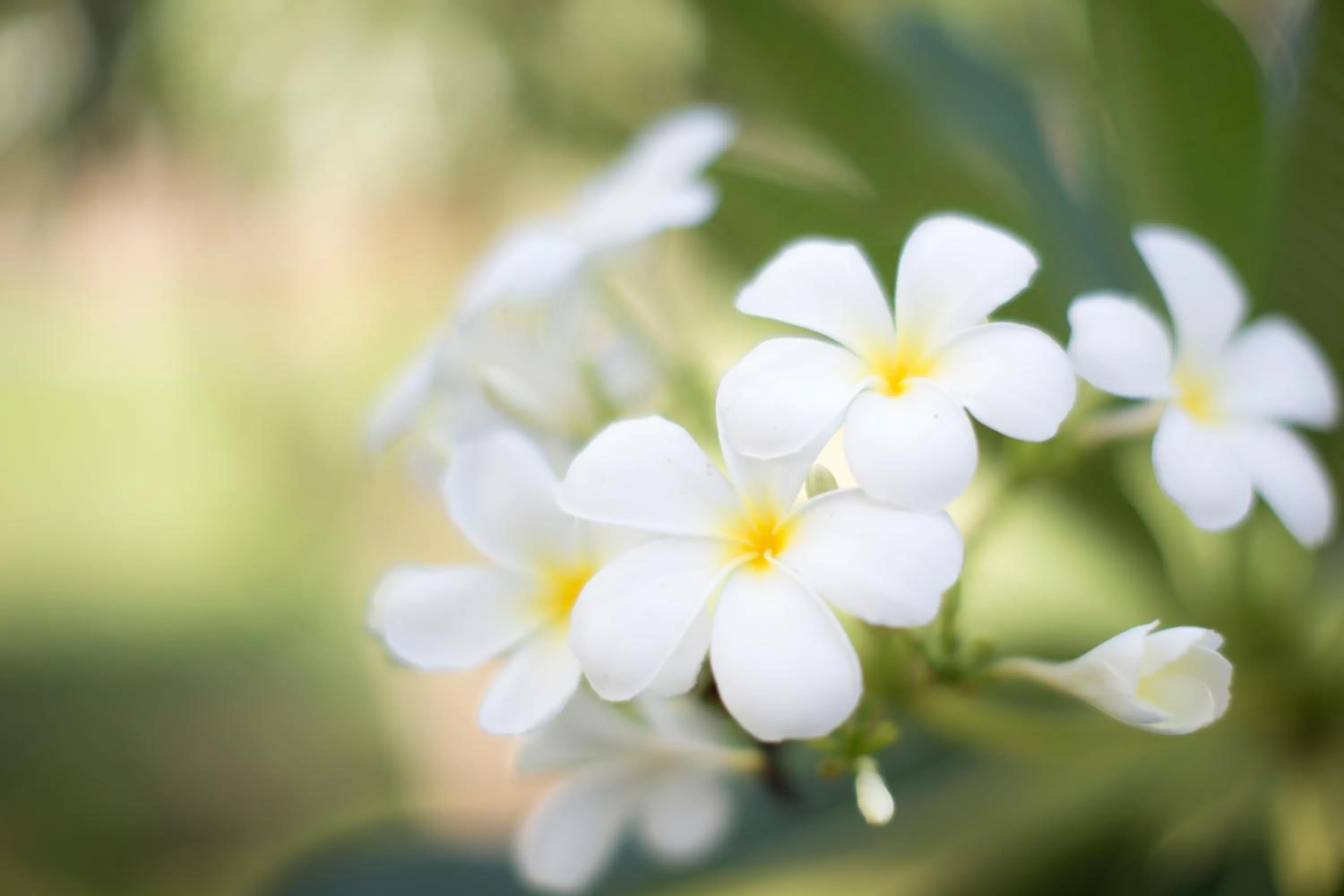 Garden in ARAYA HOTEL