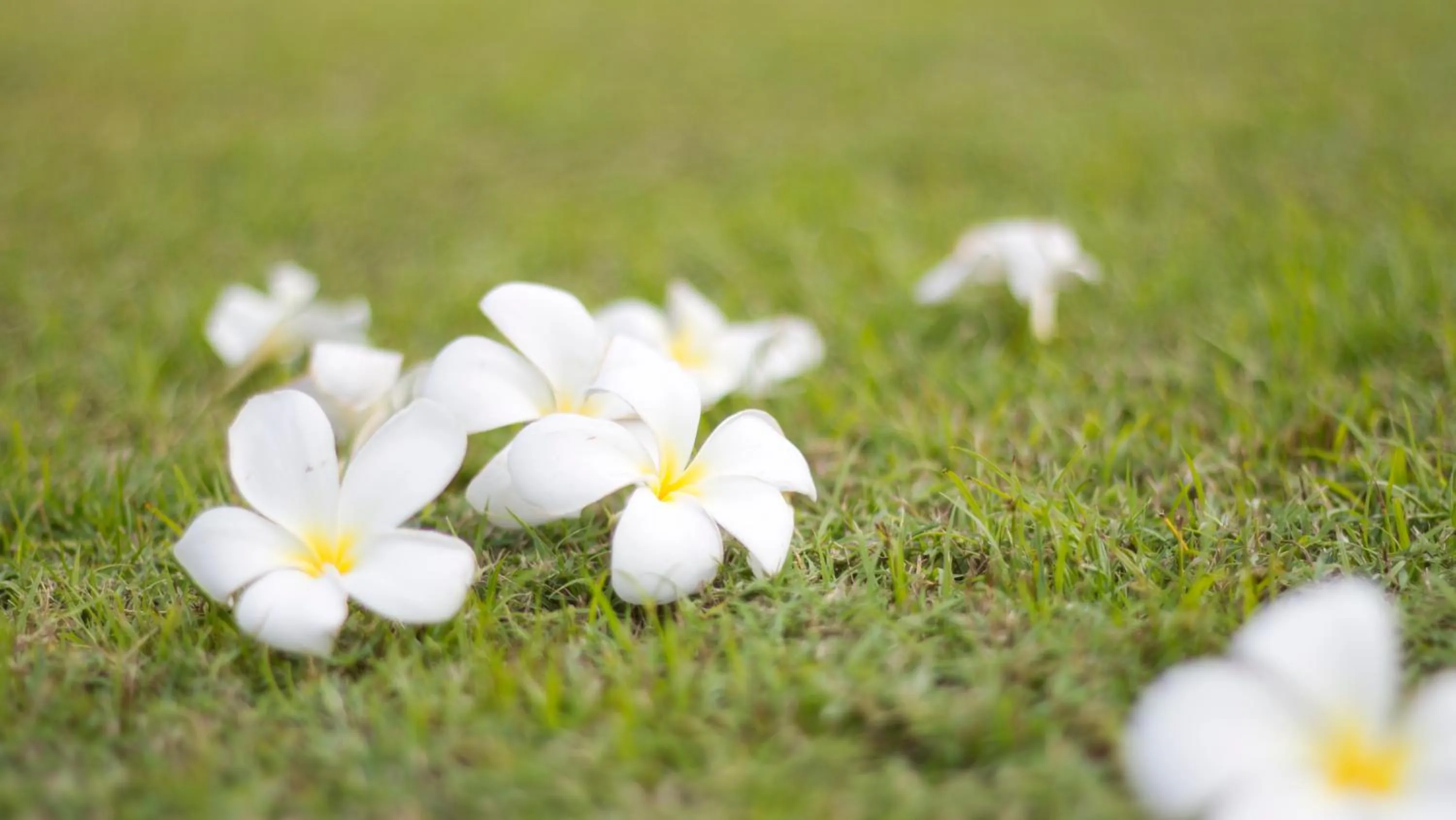 Garden in ARAYA HOTEL