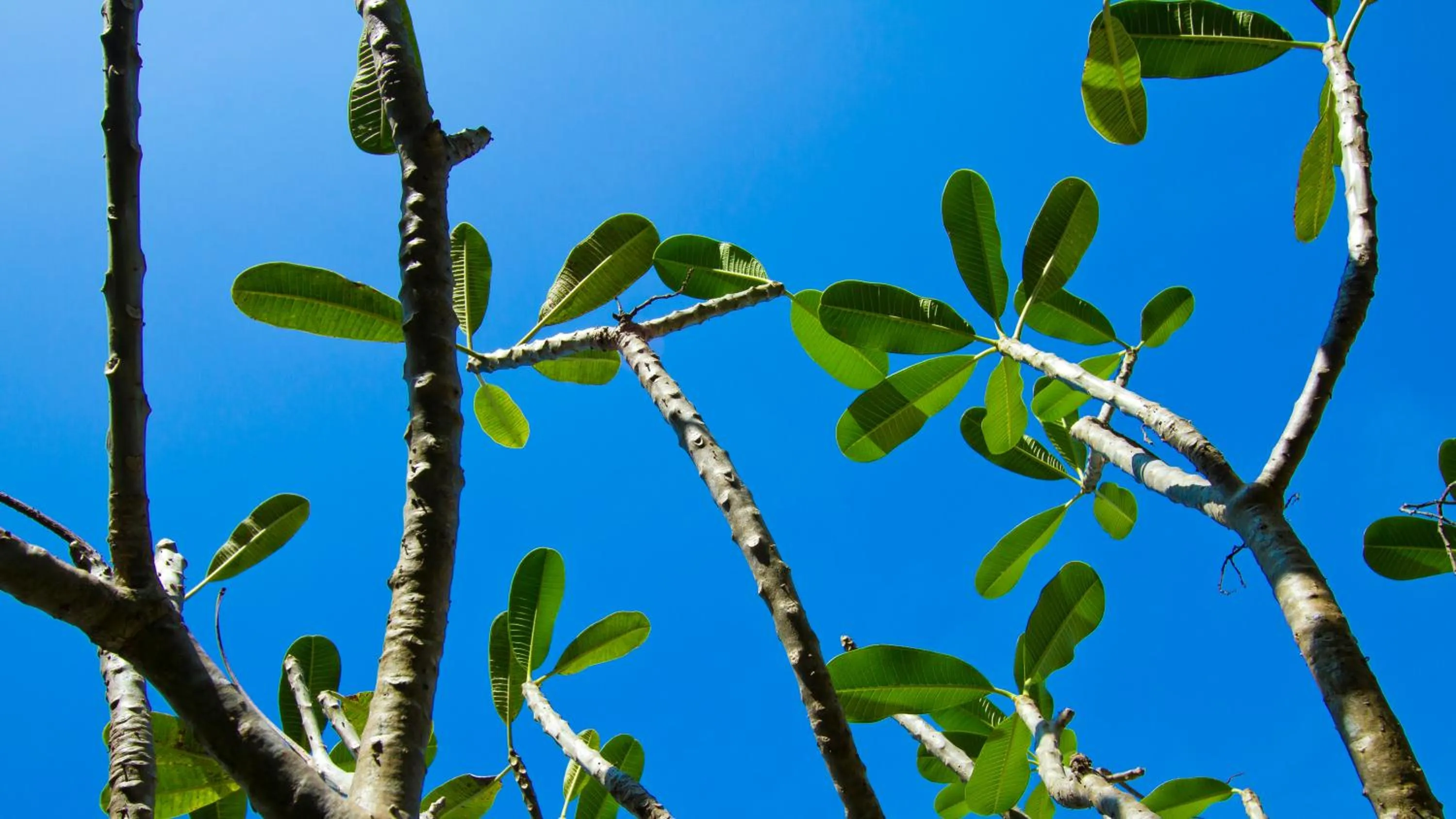 Garden in ARAYA HOTEL