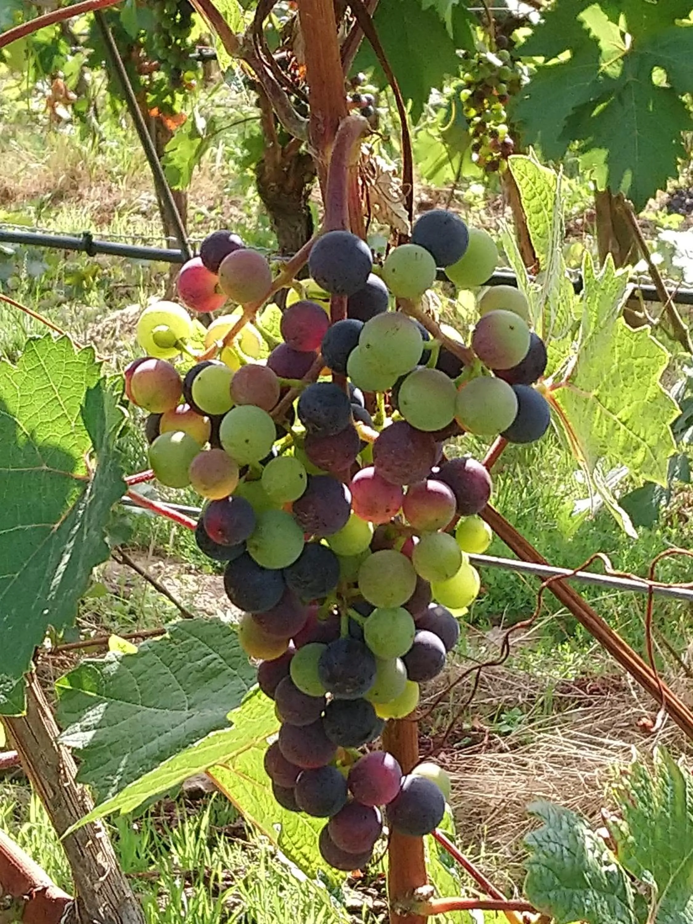 Garden in Kirschberghof Gästehaus und Weinverkauf
