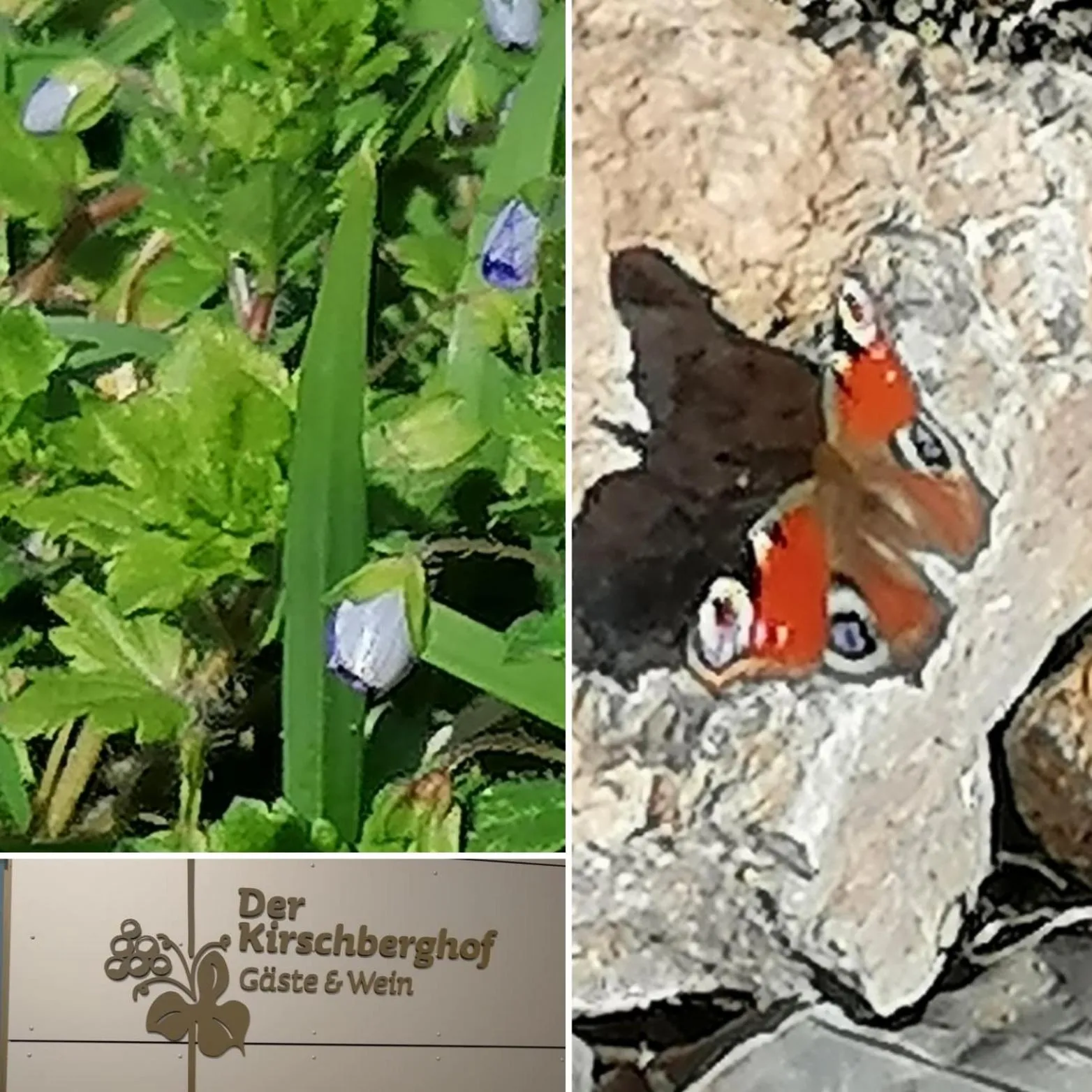 Garden in Kirschberghof Gästehaus und Weinverkauf
