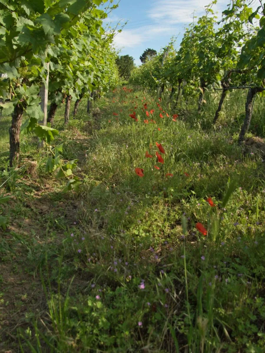 Off site in Kirschberghof Gästehaus und Weinverkauf