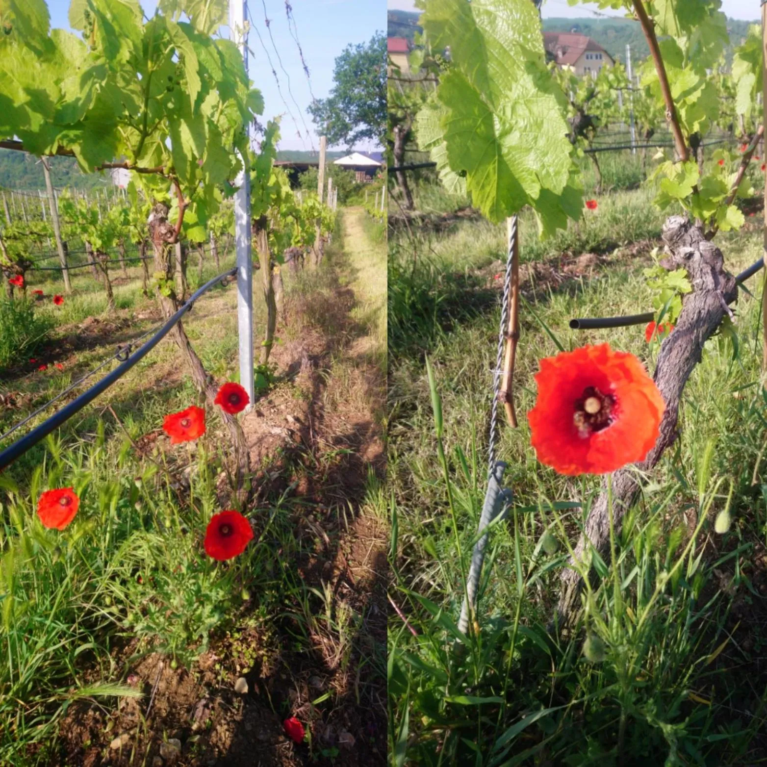 Off site in Kirschberghof Gästehaus und Weinverkauf