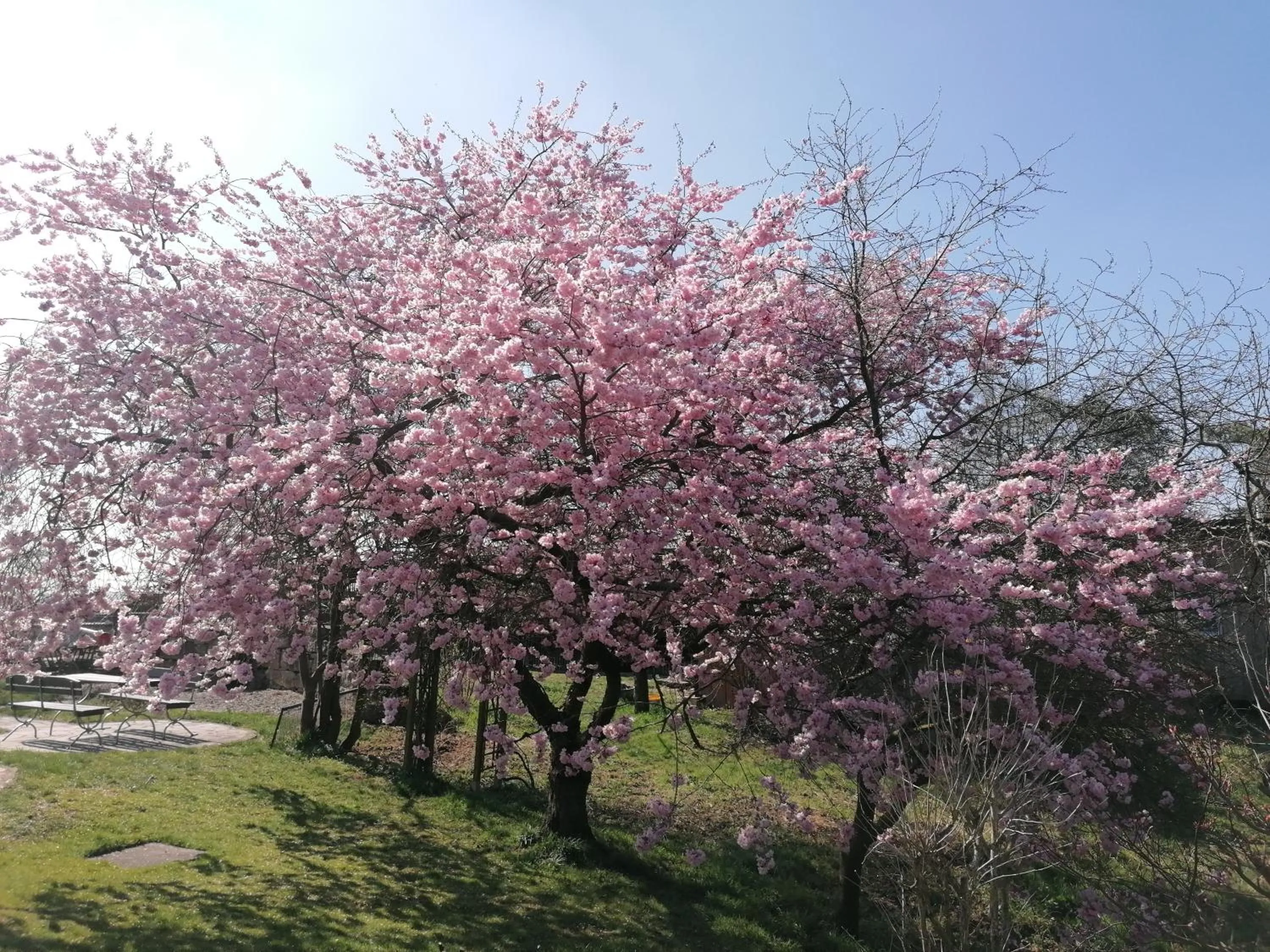 Garden in Kirschberghof Gästehaus und Weinverkauf