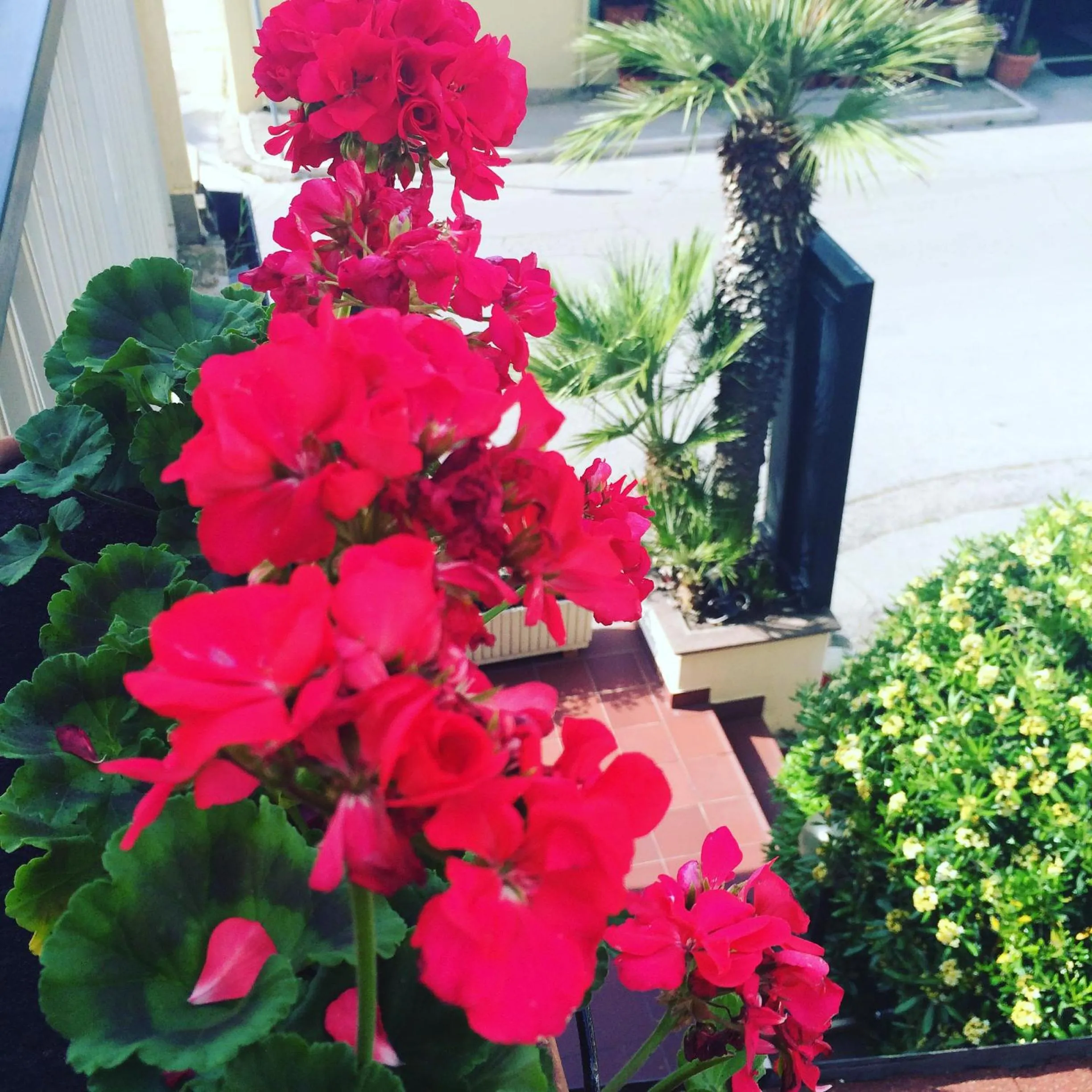 Garden view in Hotel Florida