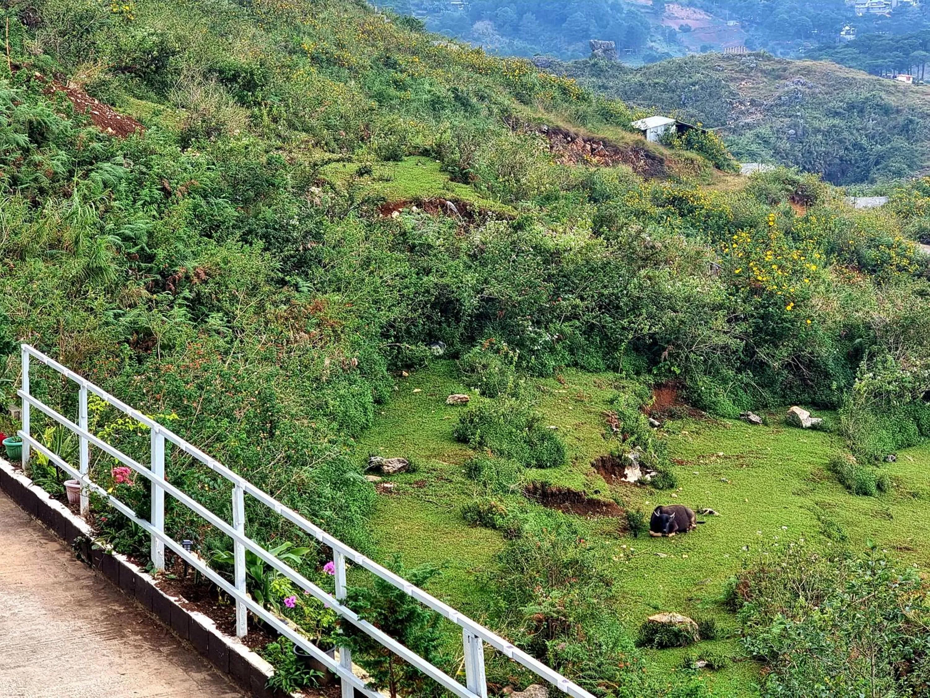 Day in Wanay's Rocky Mountain Homestay