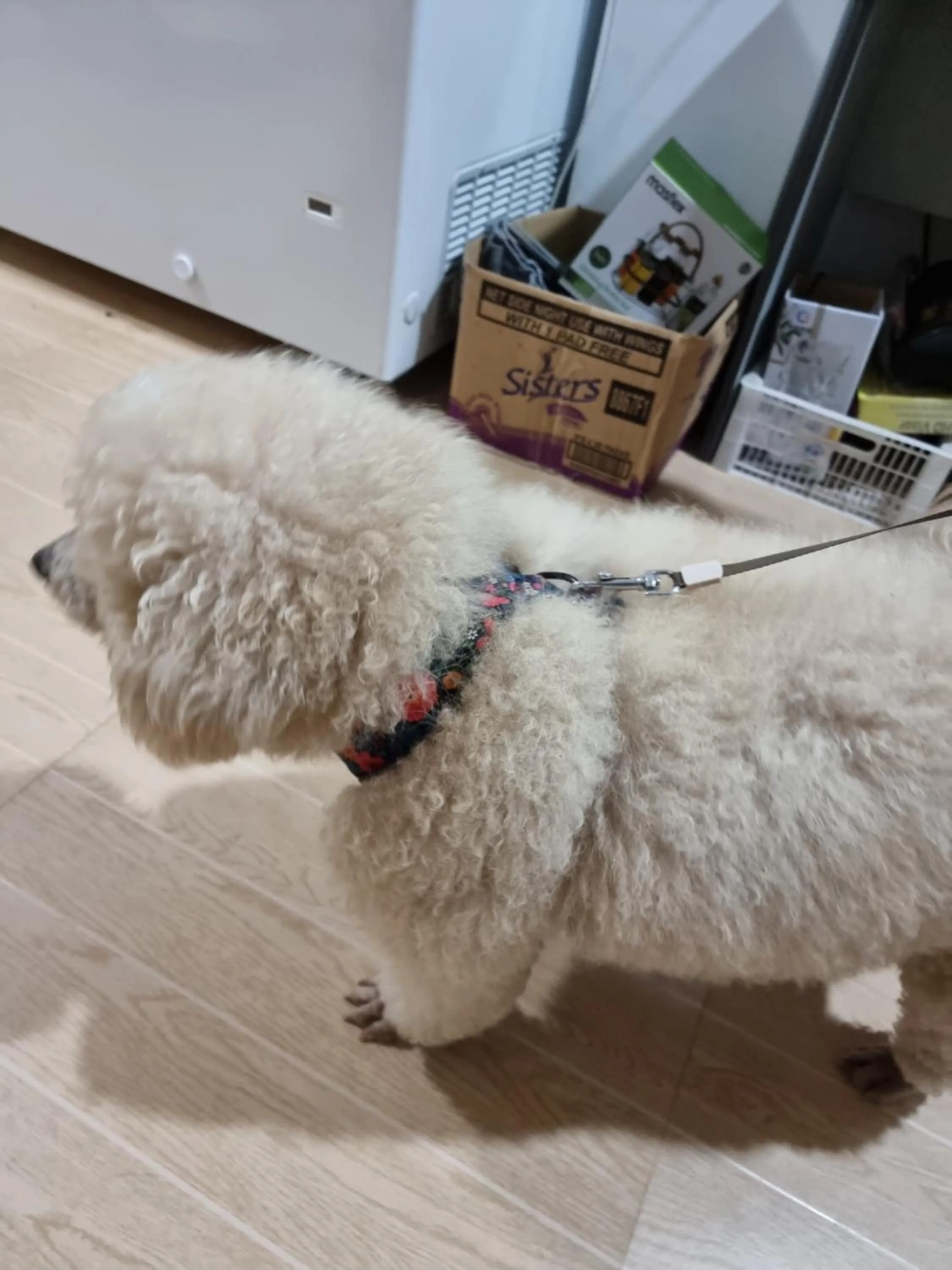 Pets in Wanay's Rocky Mountain Homestay