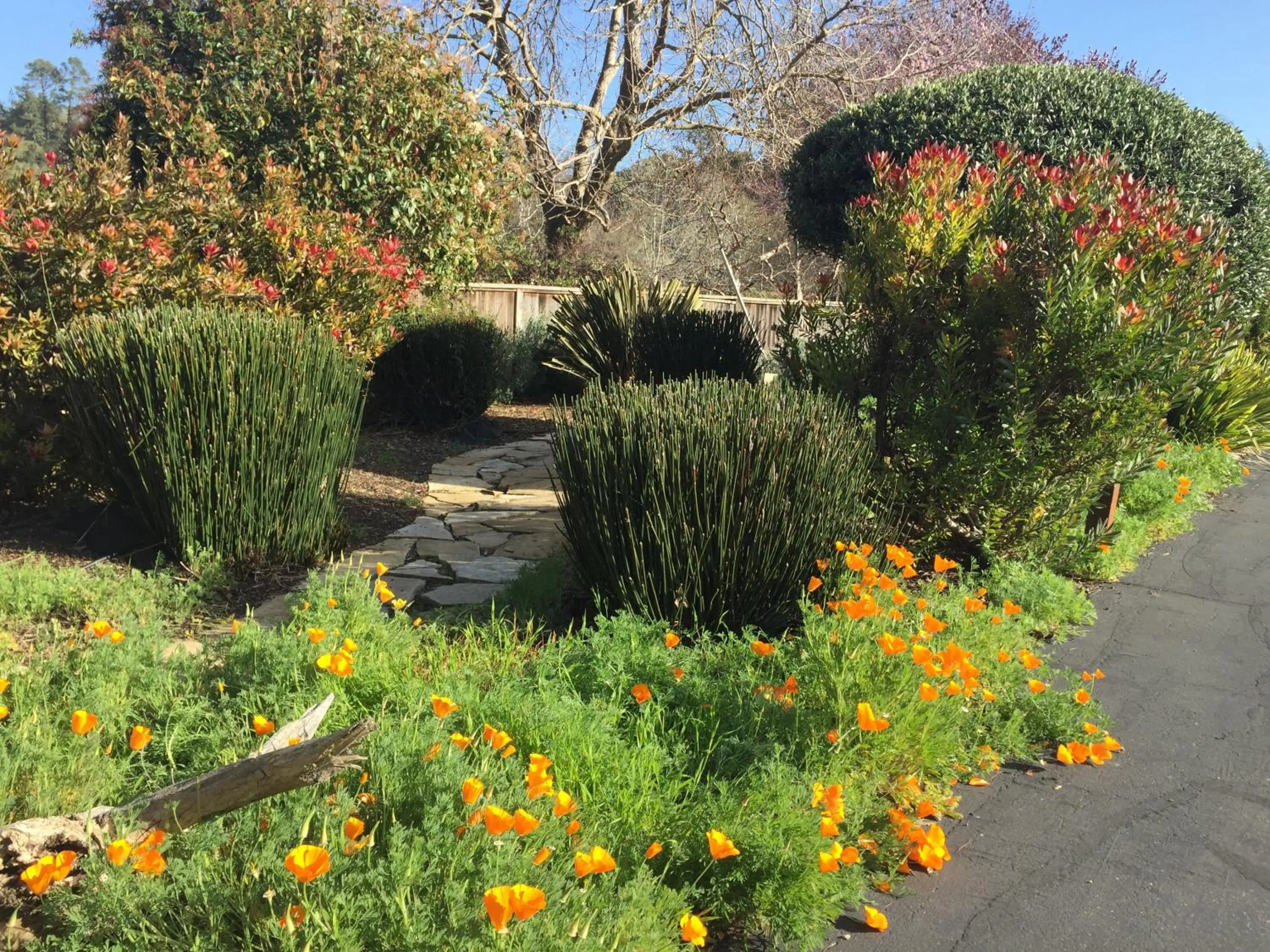 Garden view in Cambria Palms Motel