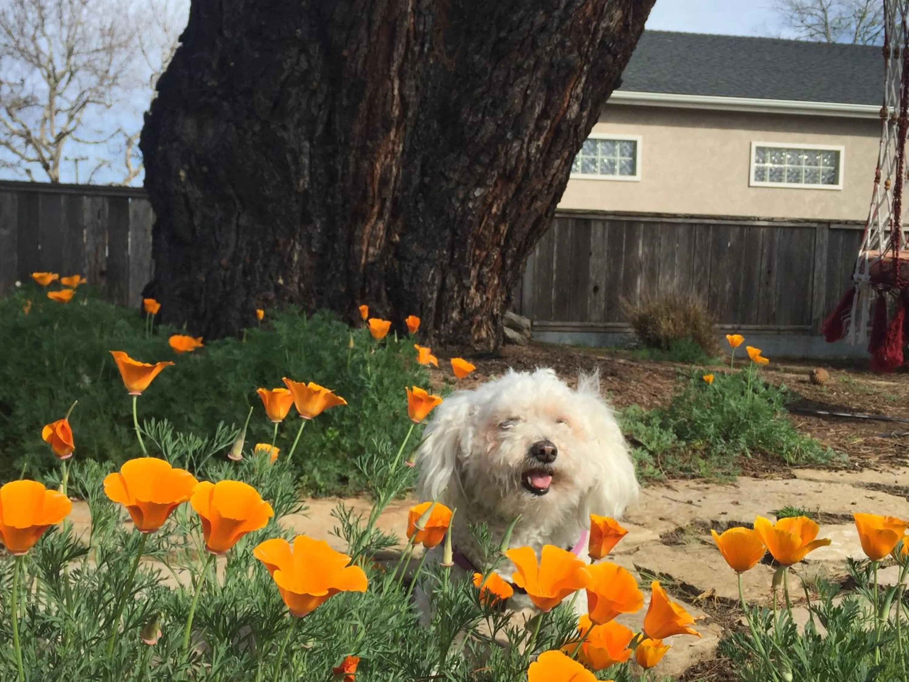 Pets in Cambria Palms Motel