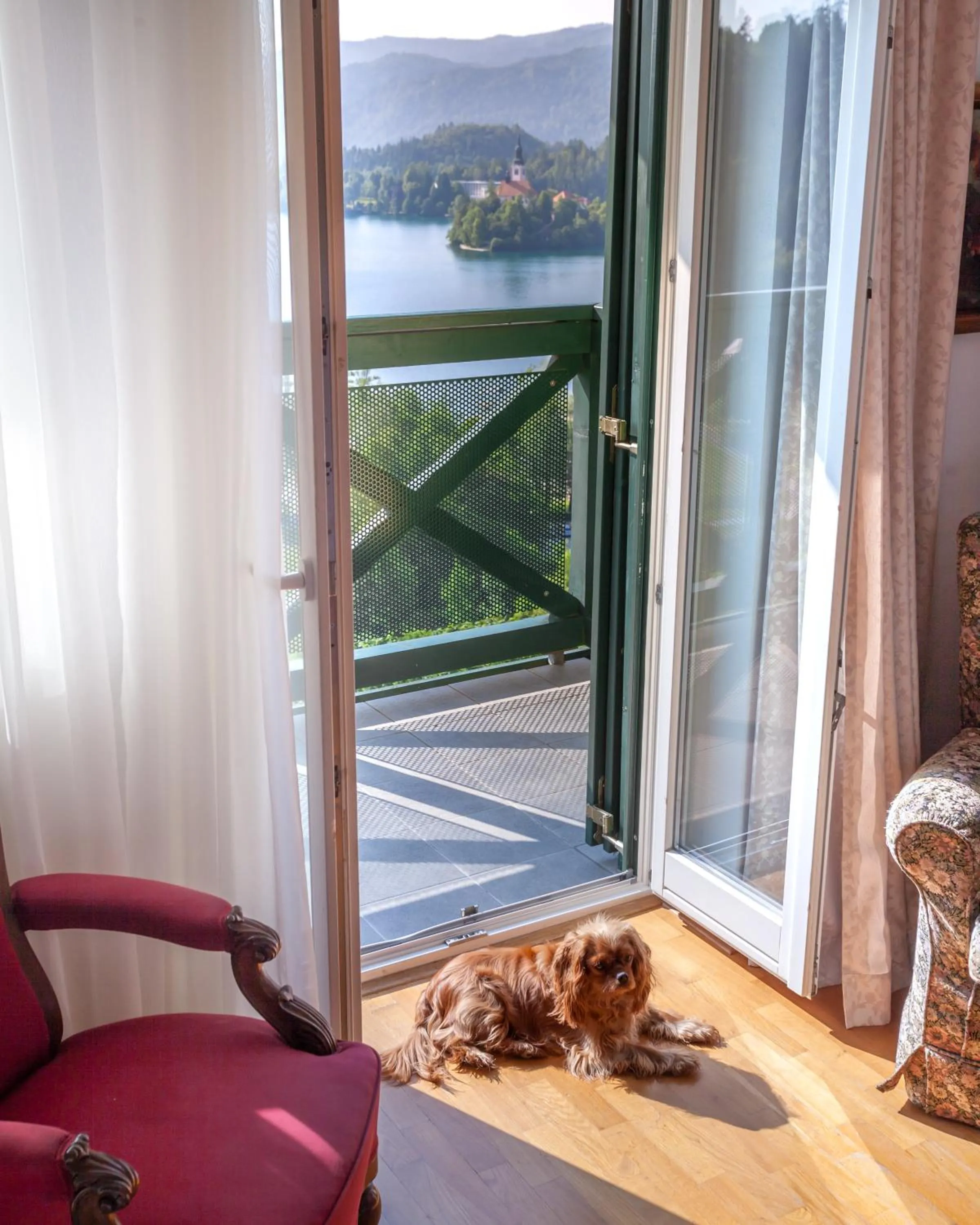 Pets in Hotel Triglav