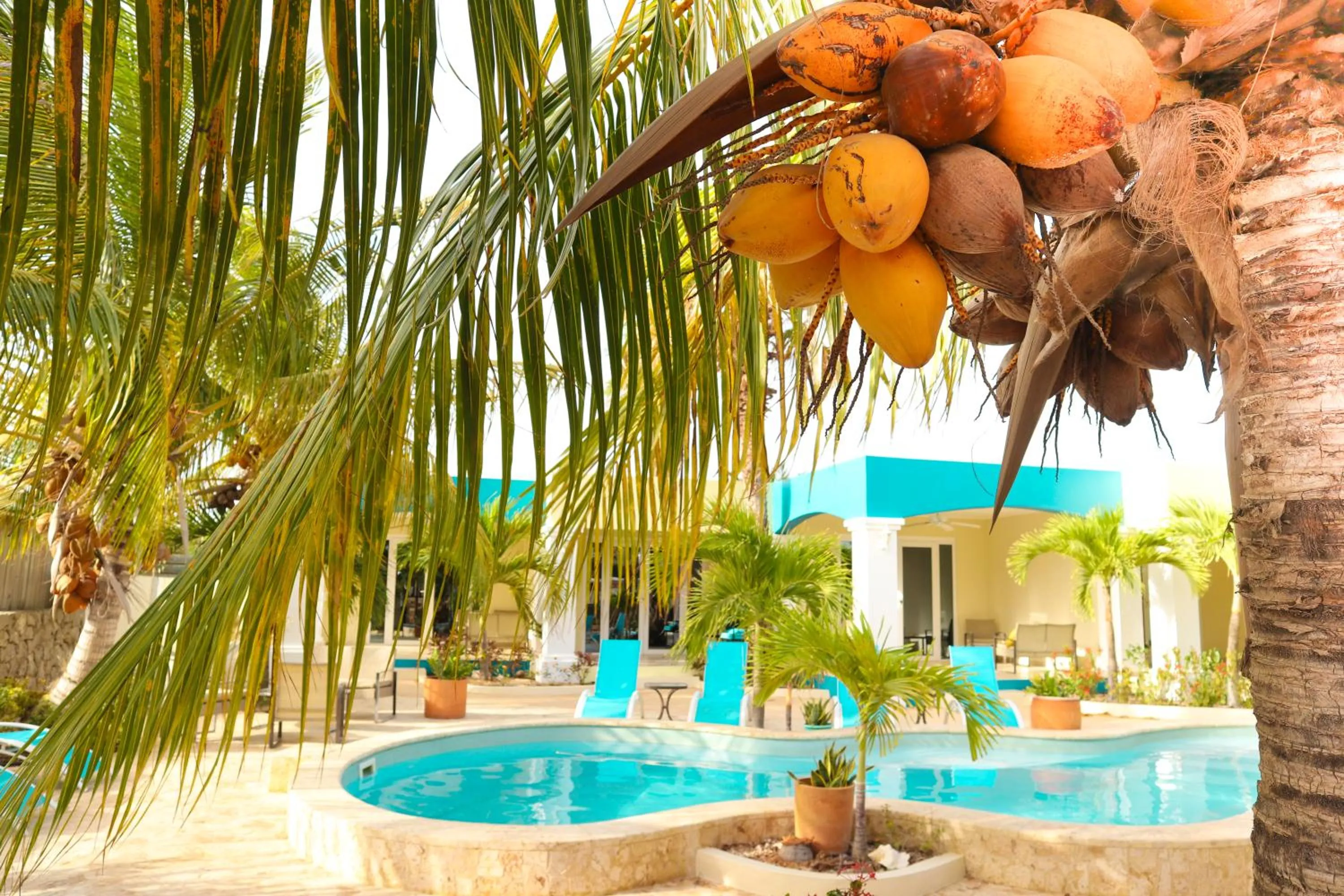 Garden view, Swimming Pool in Aqua Viva Suites