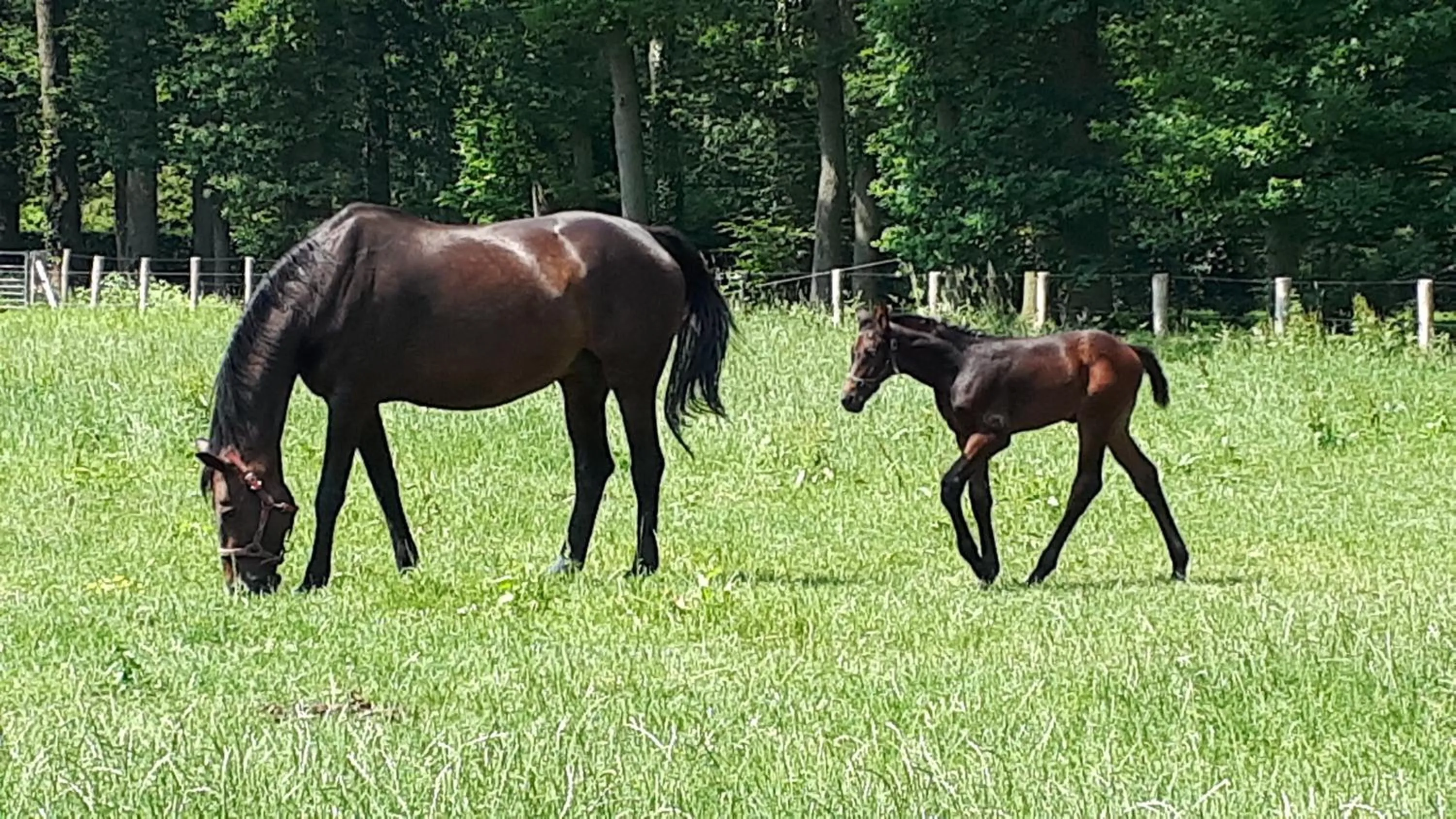 Area and facilities in Landgoedhoeve Vosbergen