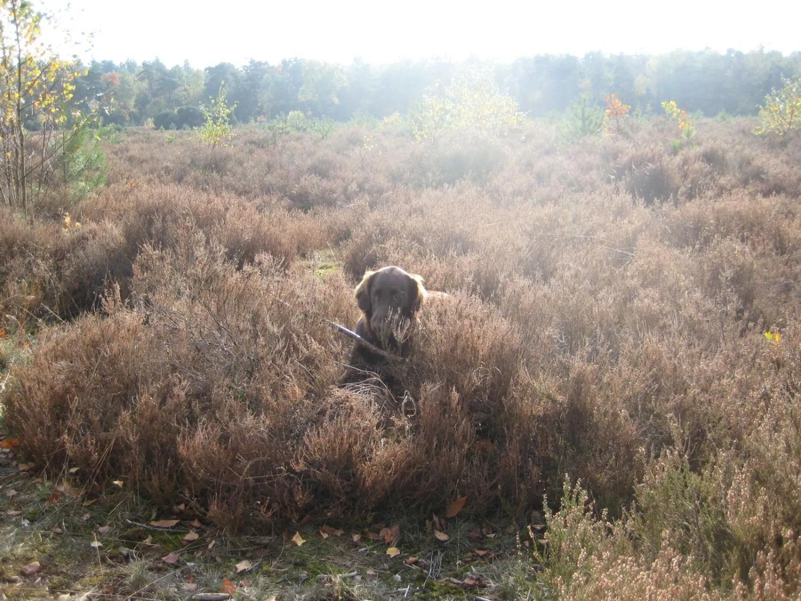 Bird's eye view in Landgoedhoeve Vosbergen