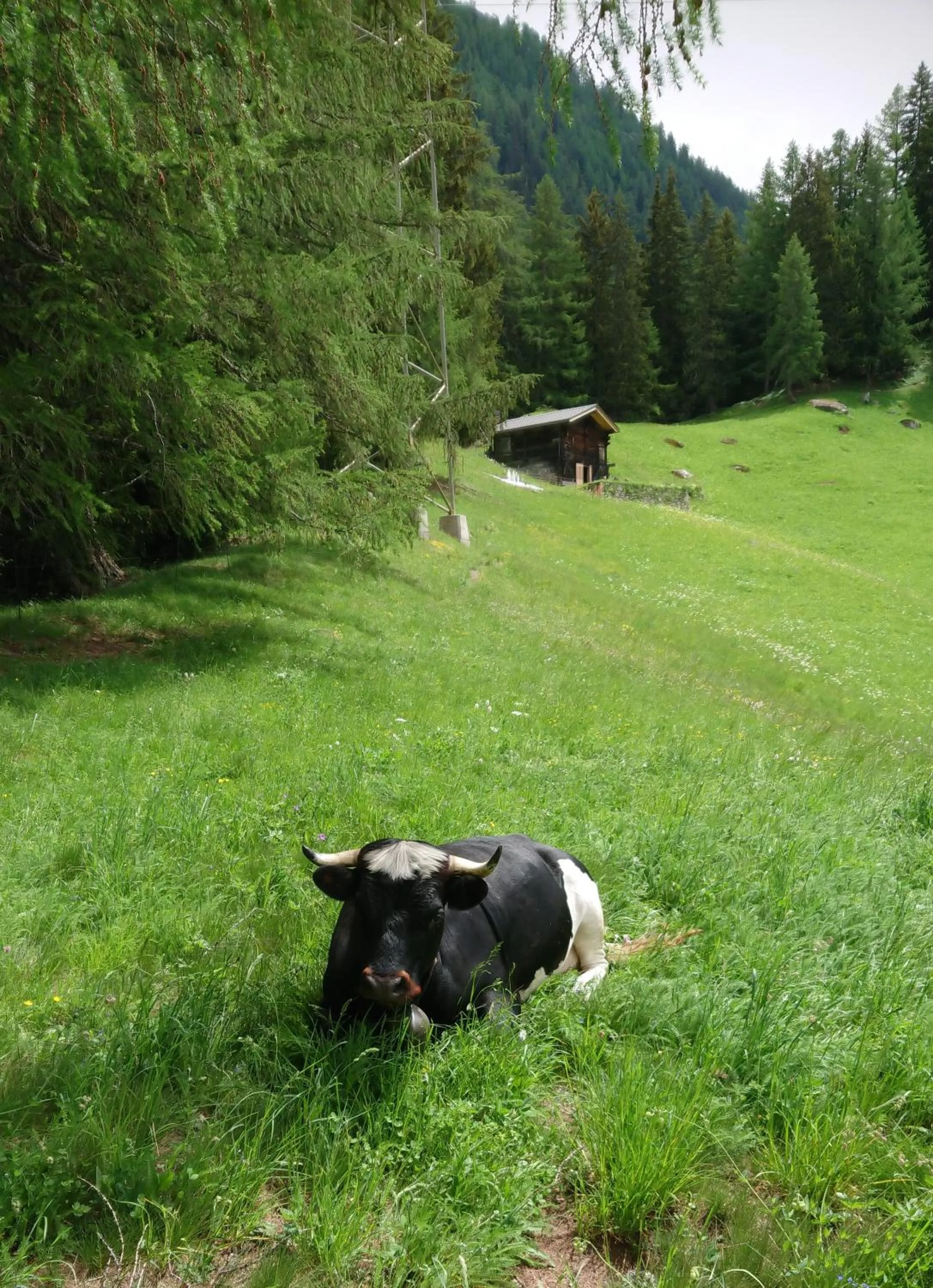 Natural landscape in Hotel Nufenen