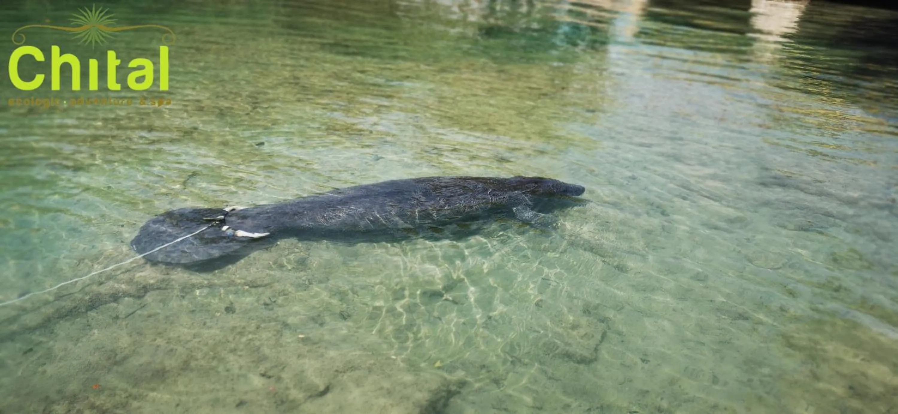 Animals in Hotel El Chital