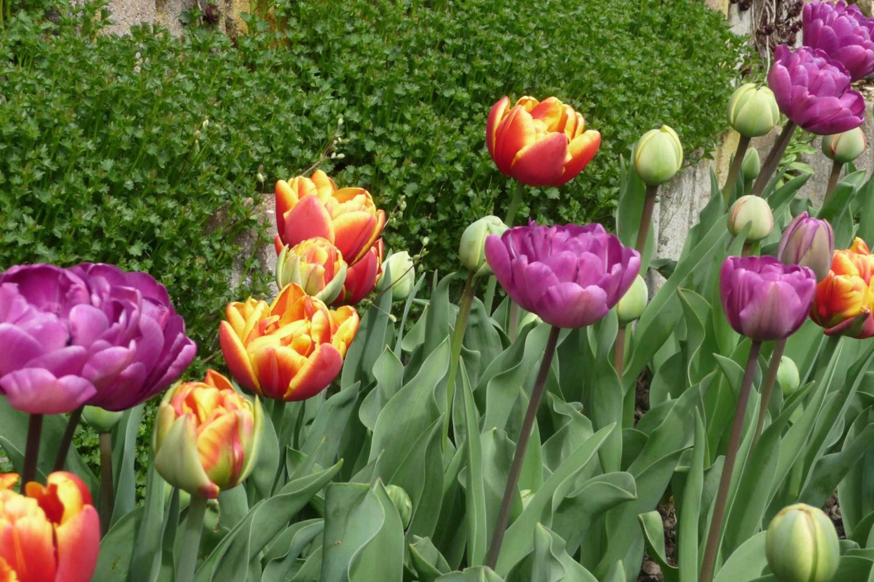 Garden in Le Relais des Malettes Chambres d'hôtes B&B
