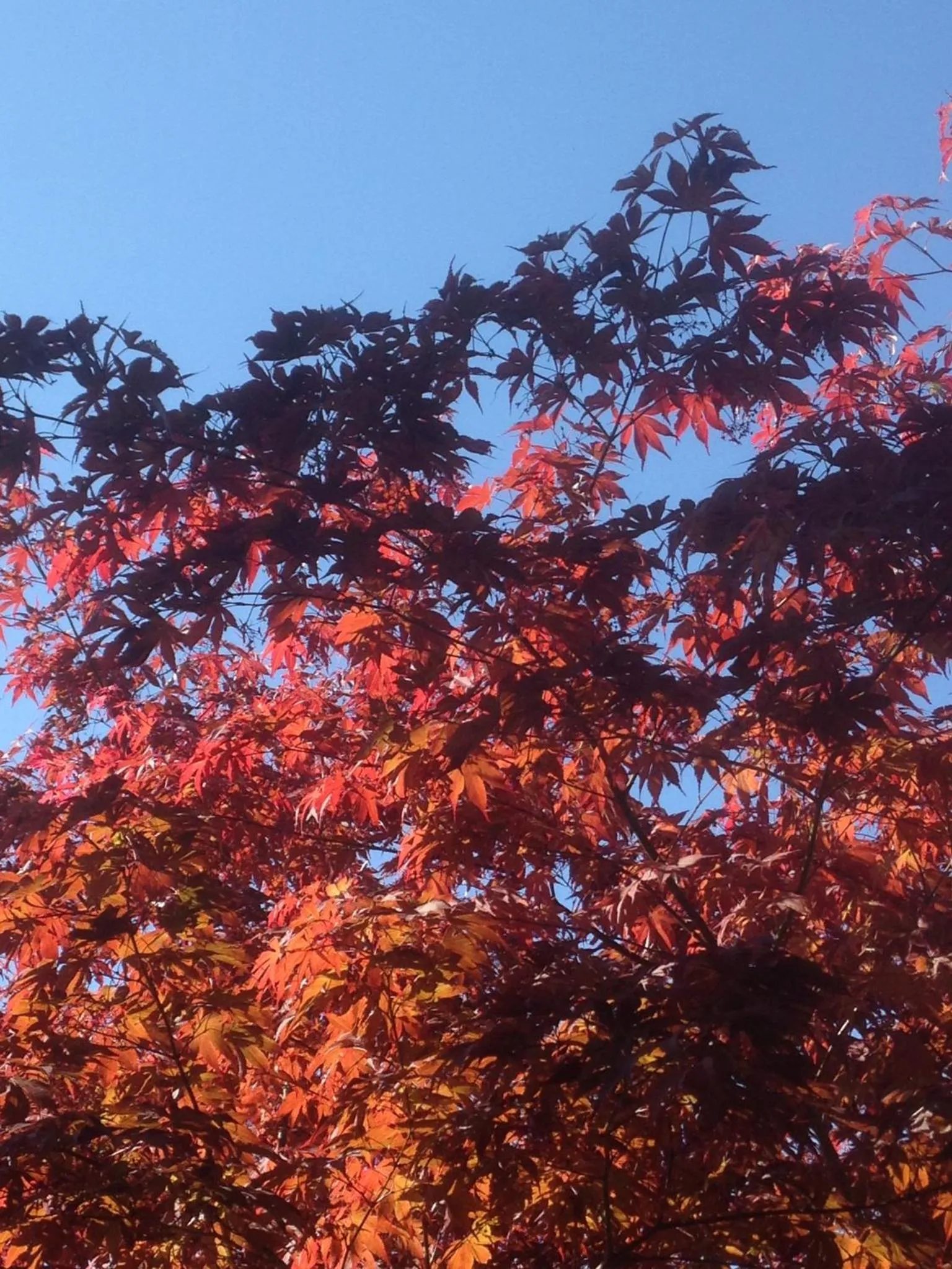 Garden in Le Relais des Malettes Chambres d'hôtes B&B