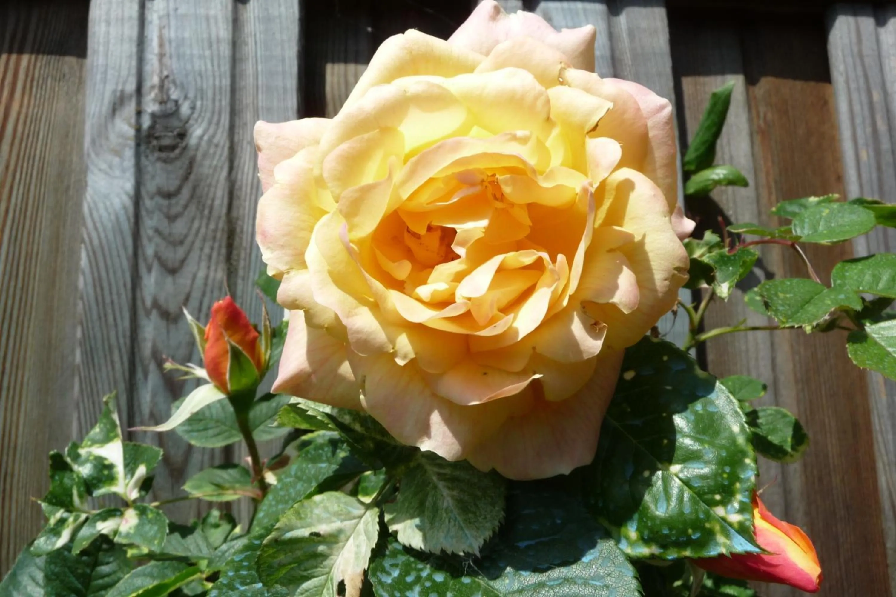 Garden in Le Relais des Malettes Chambres d'hôtes B&B