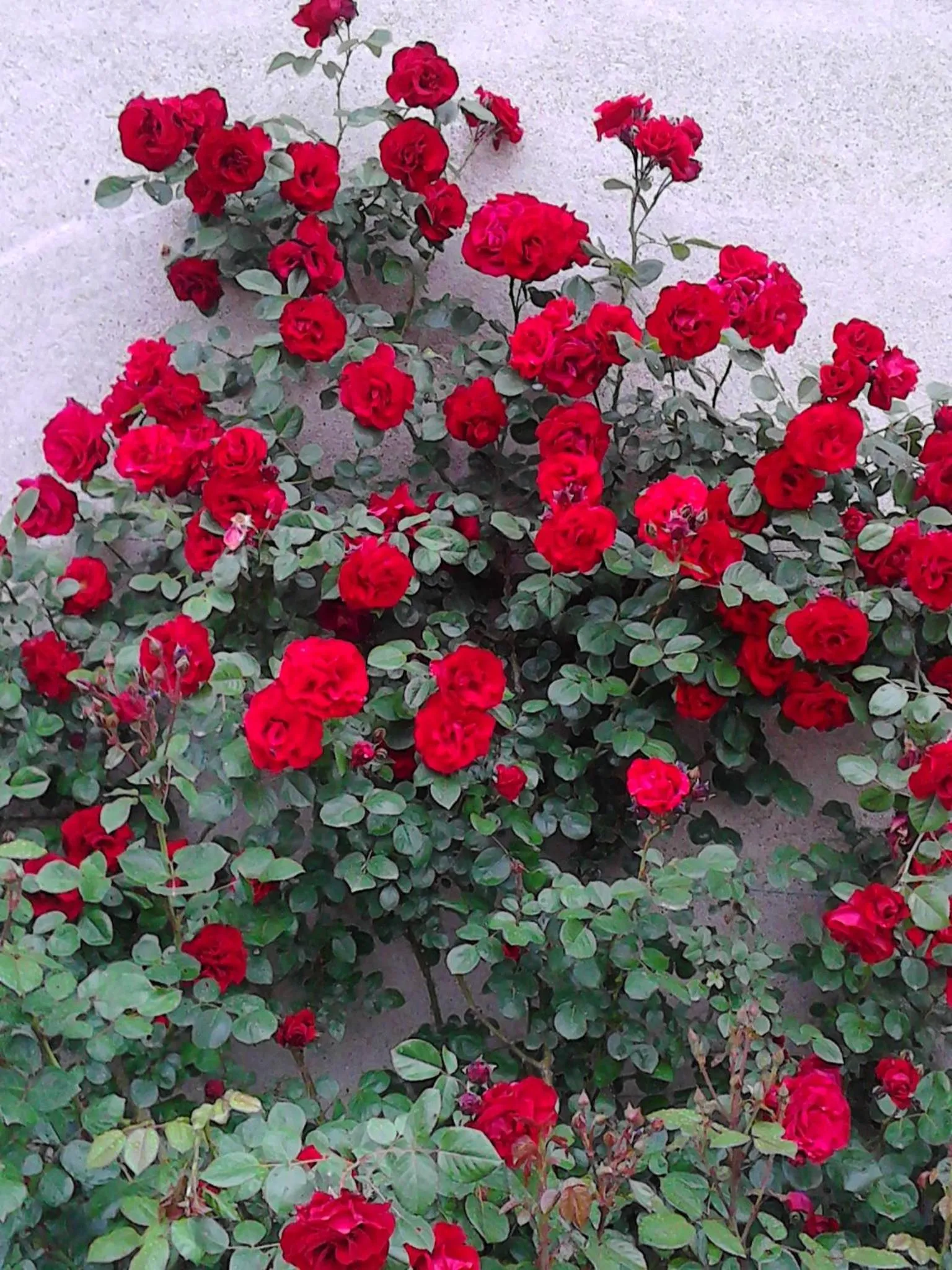 Facade/entrance in Cascina delle Mele