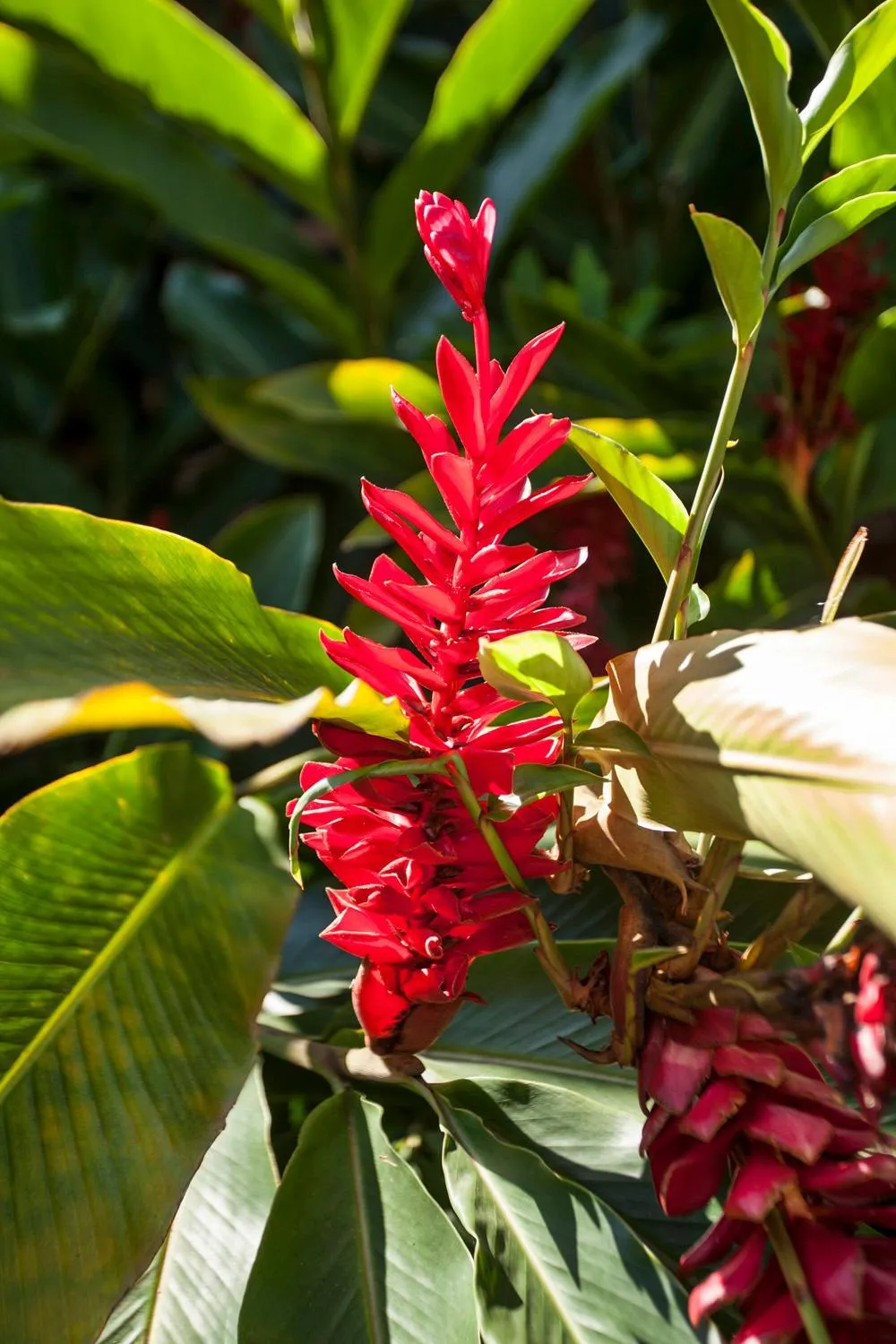 Garden in Giprita Wellness Hotel Ubatuba