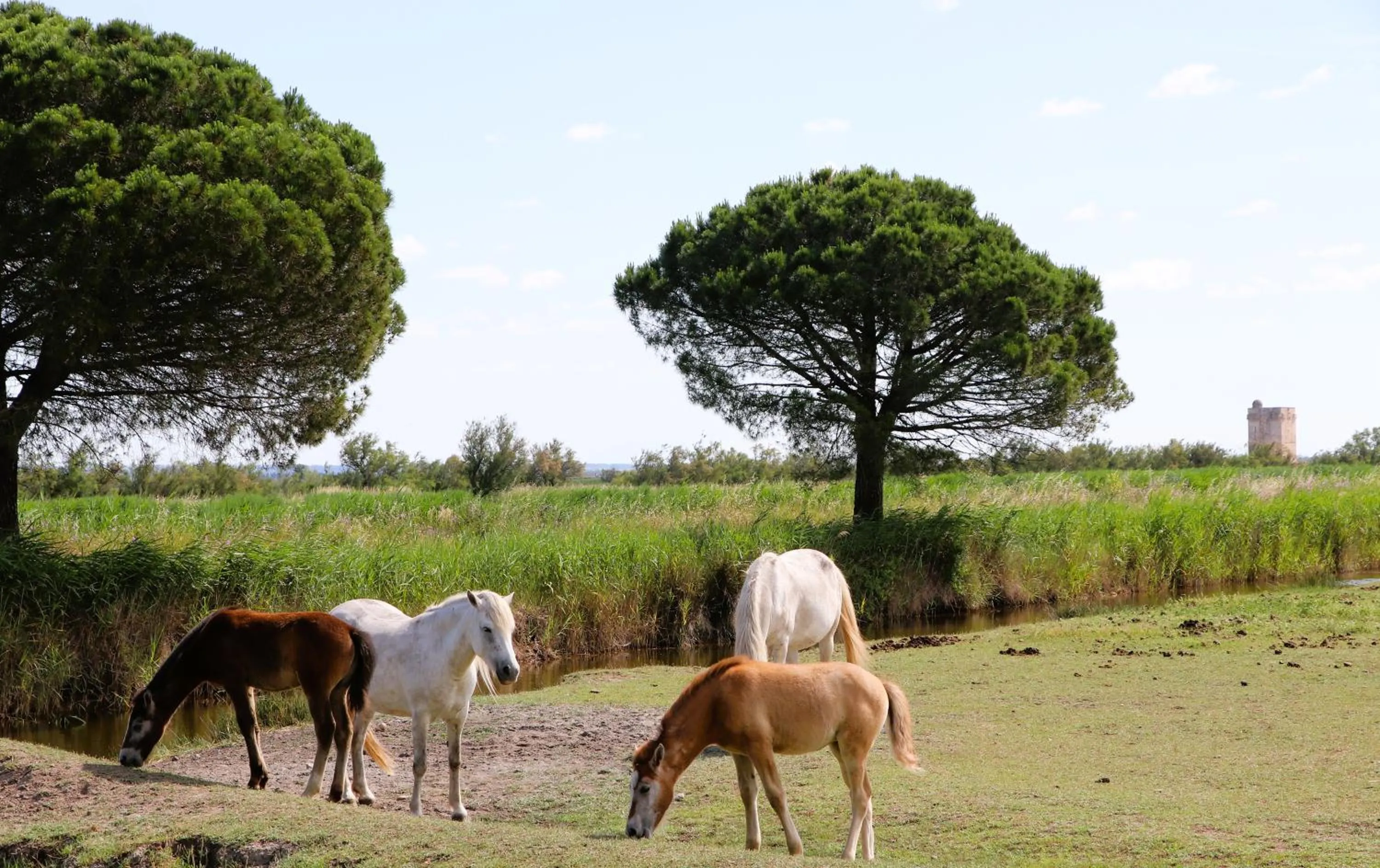 View (from property/room) in Le Mas Des Sables