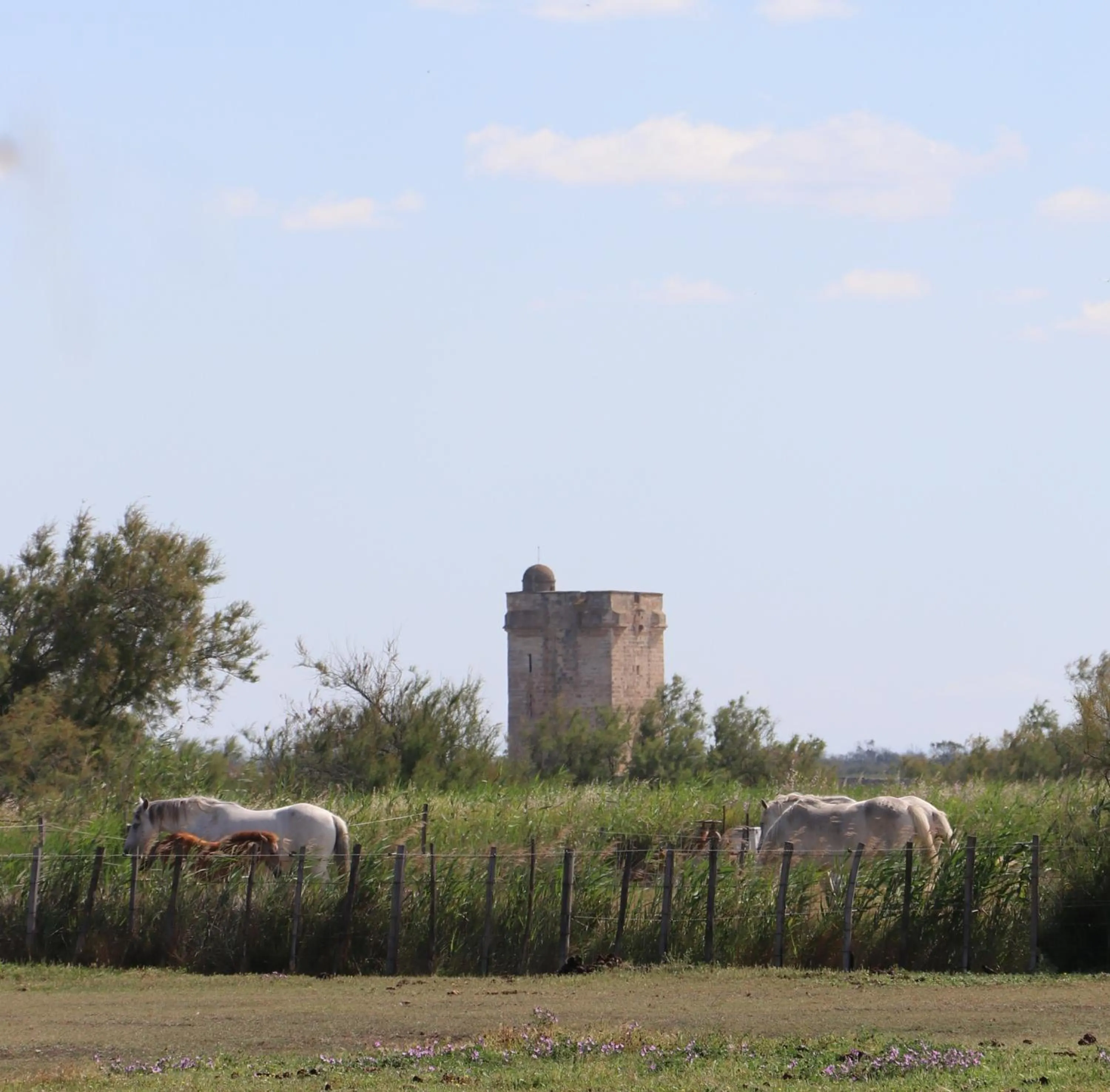 View (from property/room) in Le Mas Des Sables