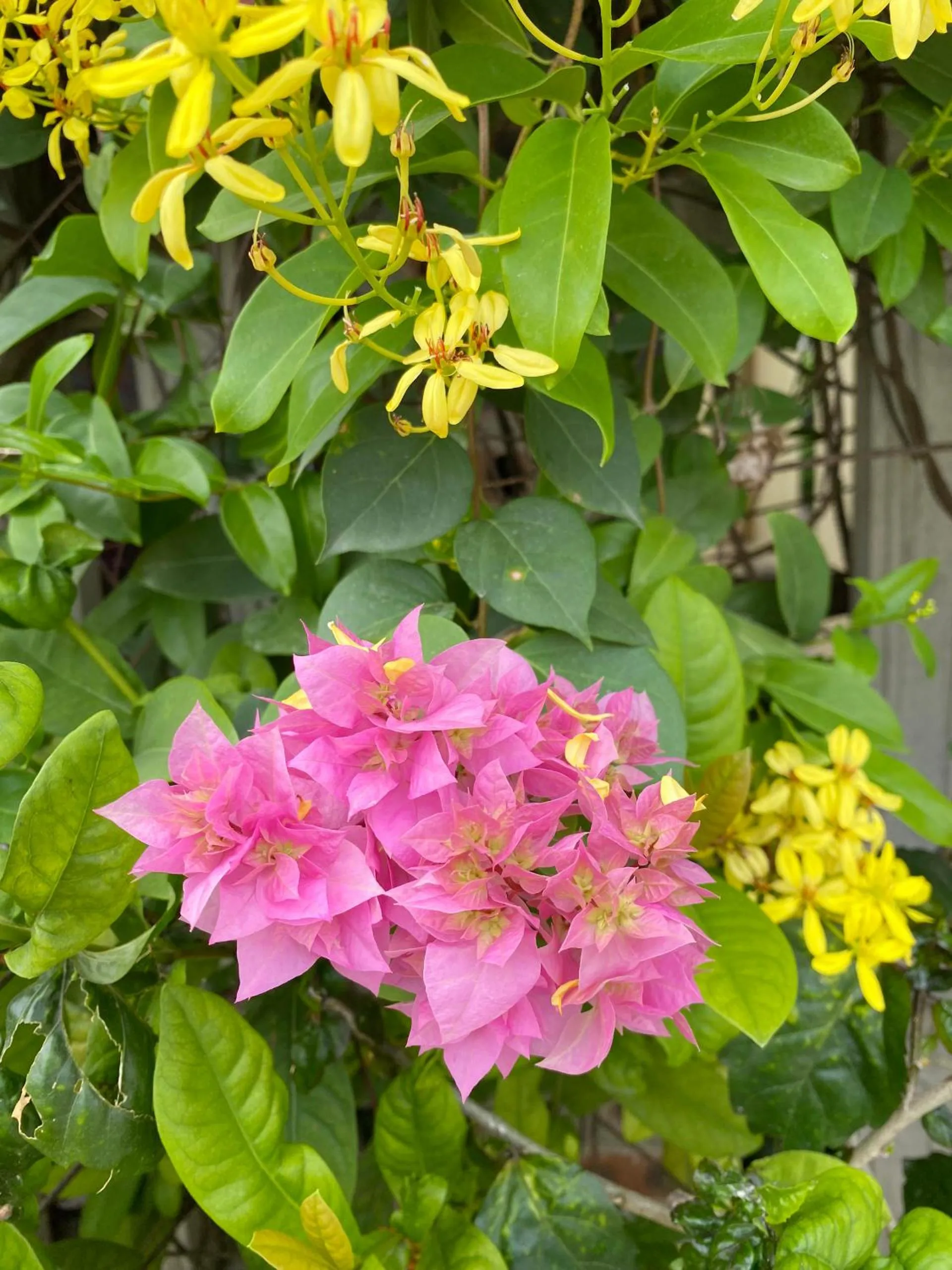 Spring in Tam Coc Golden Sky Homestay