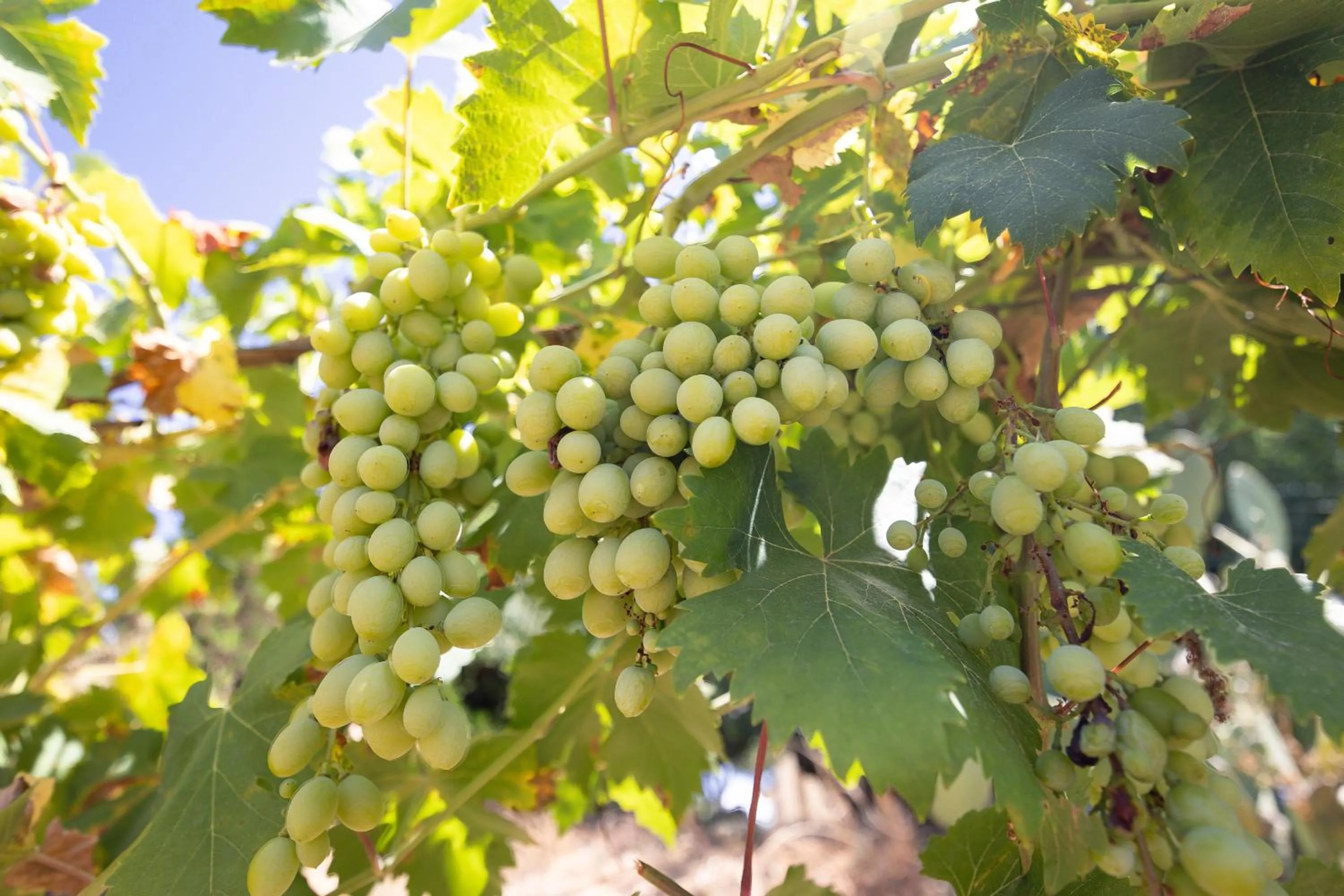 Garden in Villa Trigona