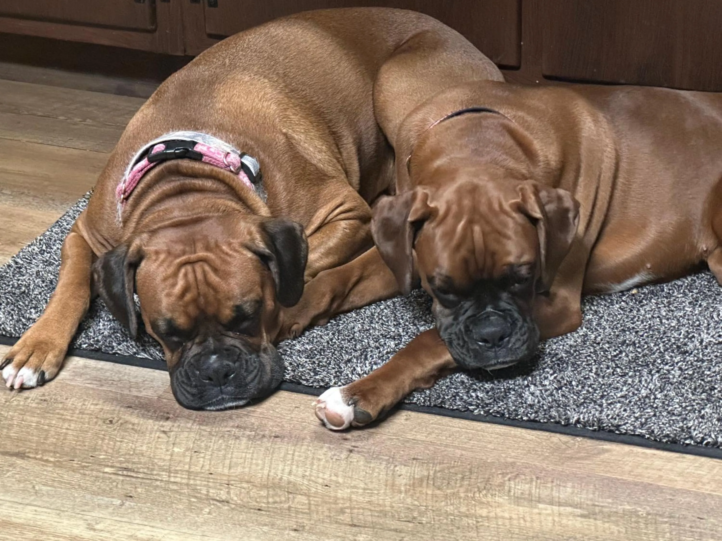 Animals in HIllside Farm B & B