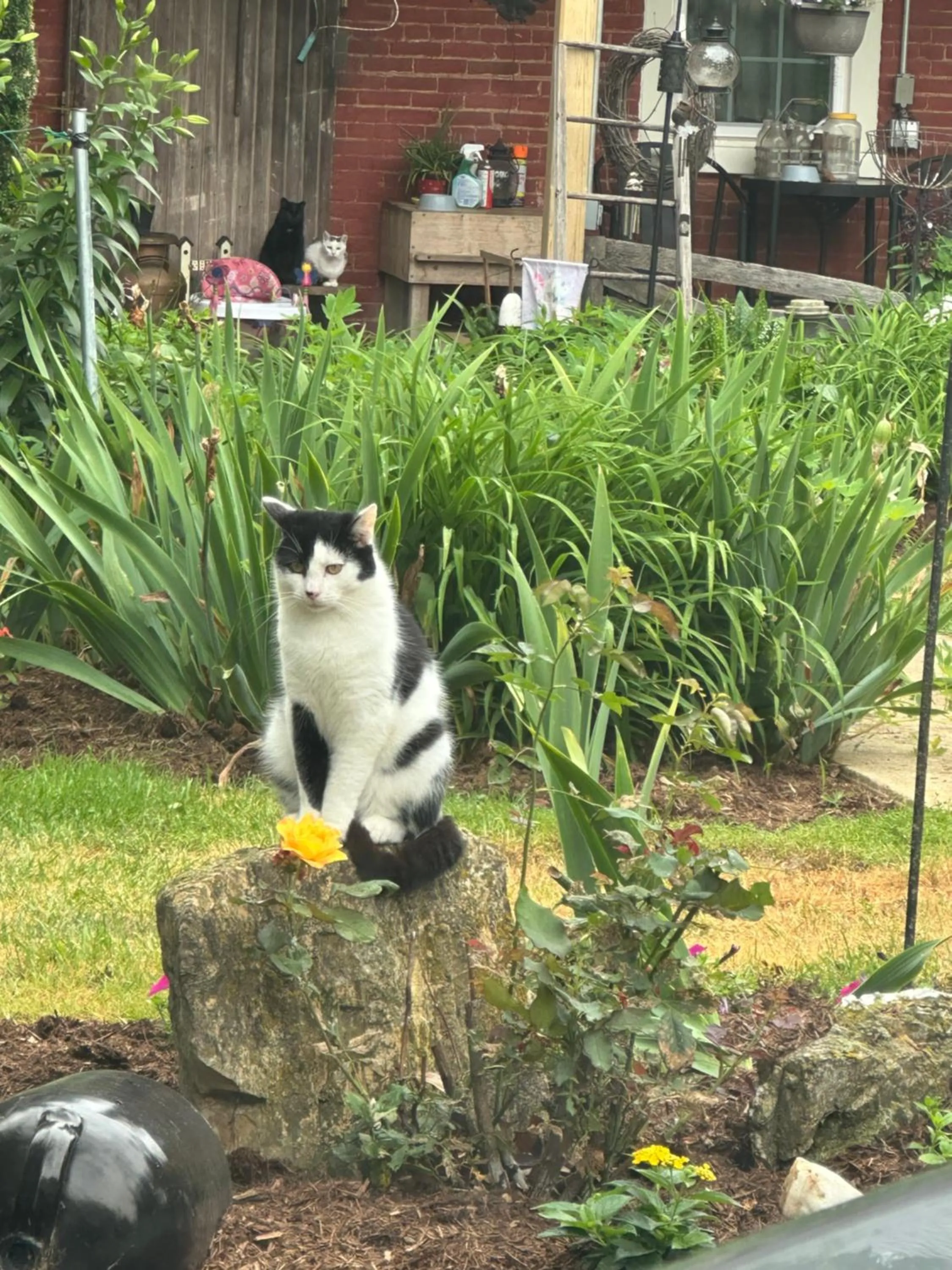 Animals in HIllside Farm B & B