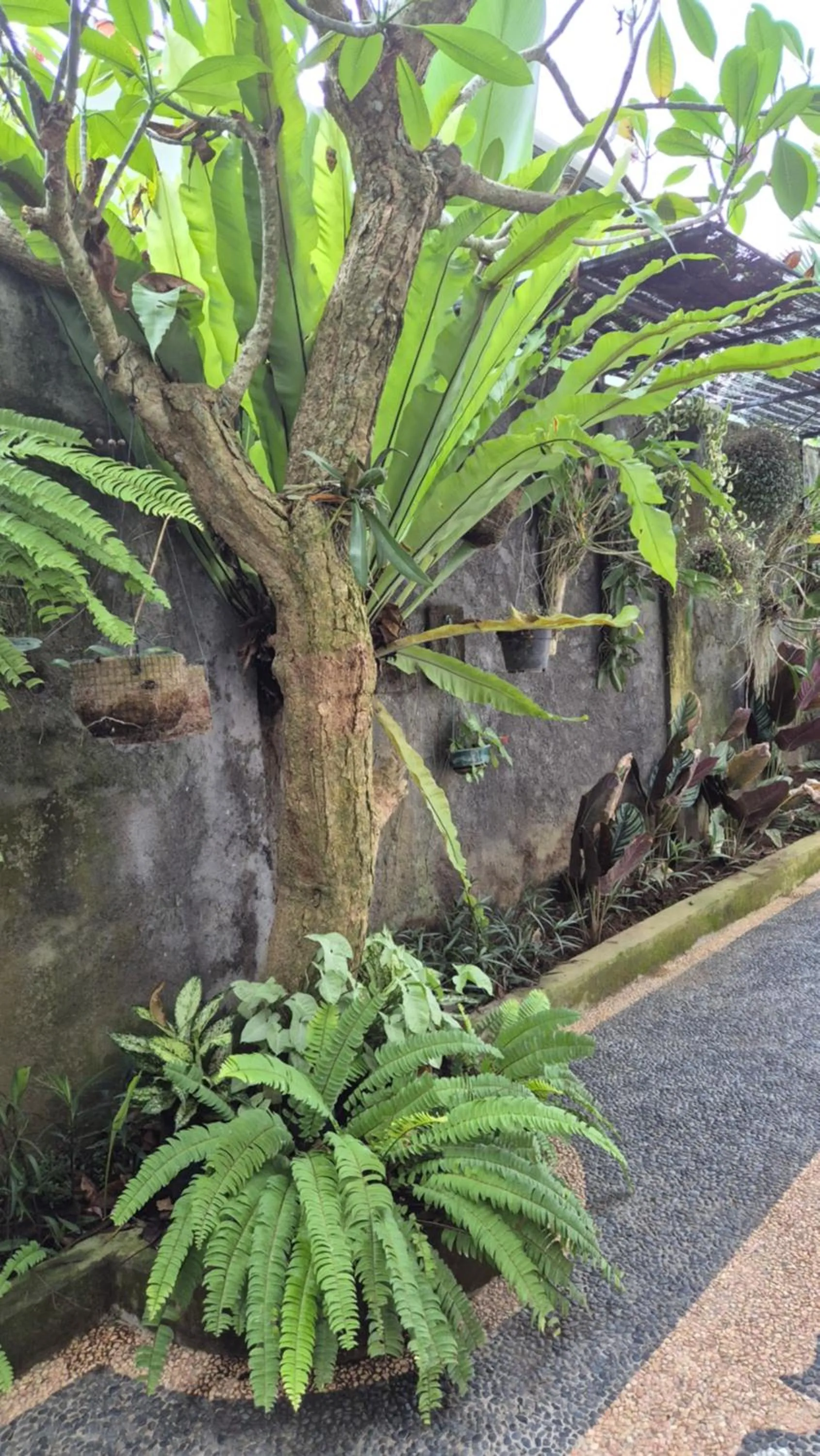 Spring in Laksmi Guest House