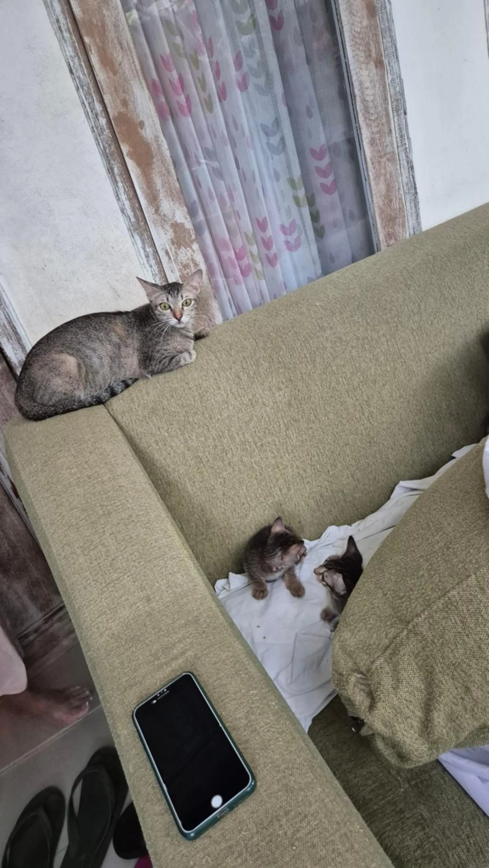 Animals in Laksmi Guest House