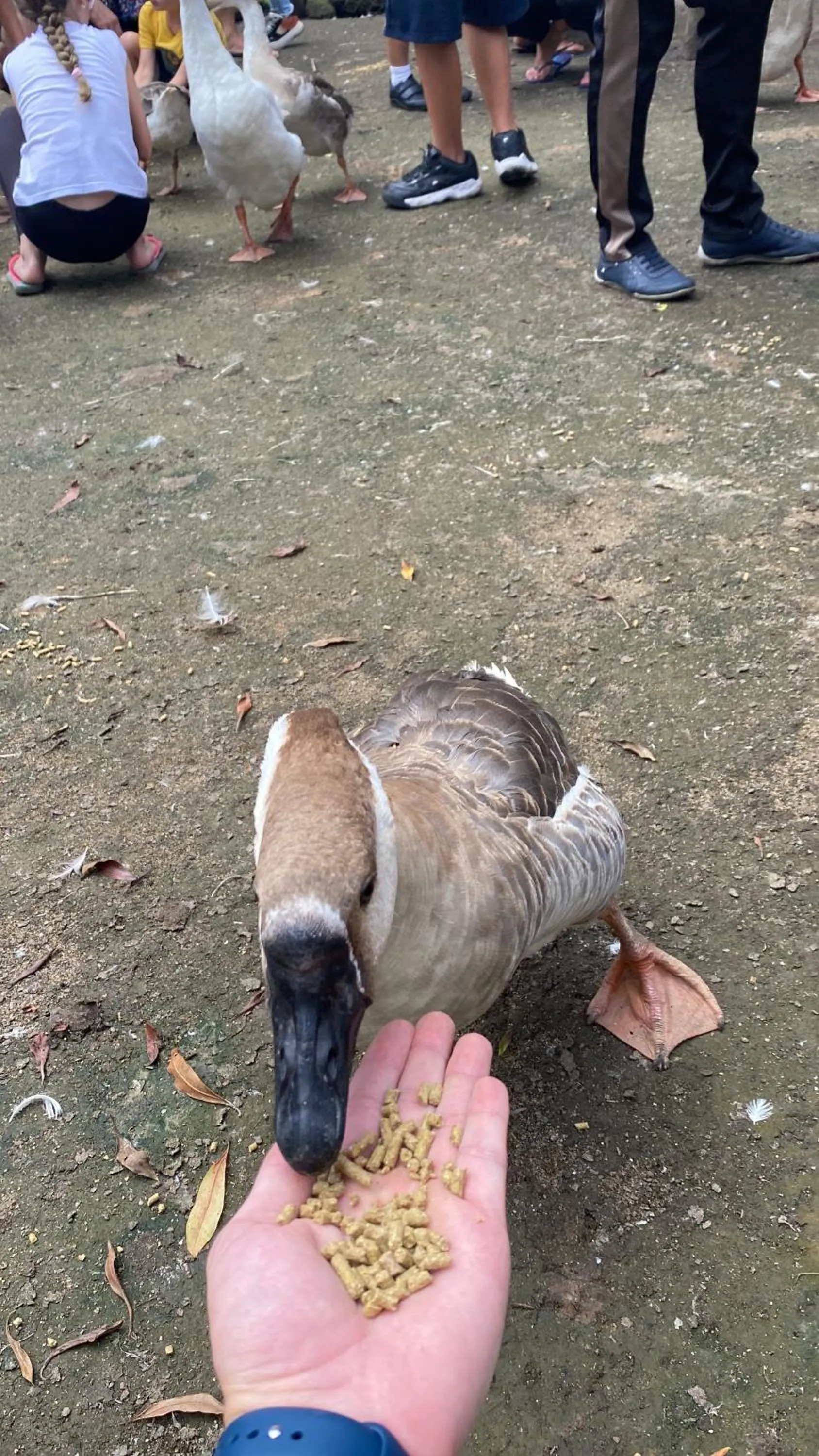 Animals in Hotel Fazenda São Moritz
