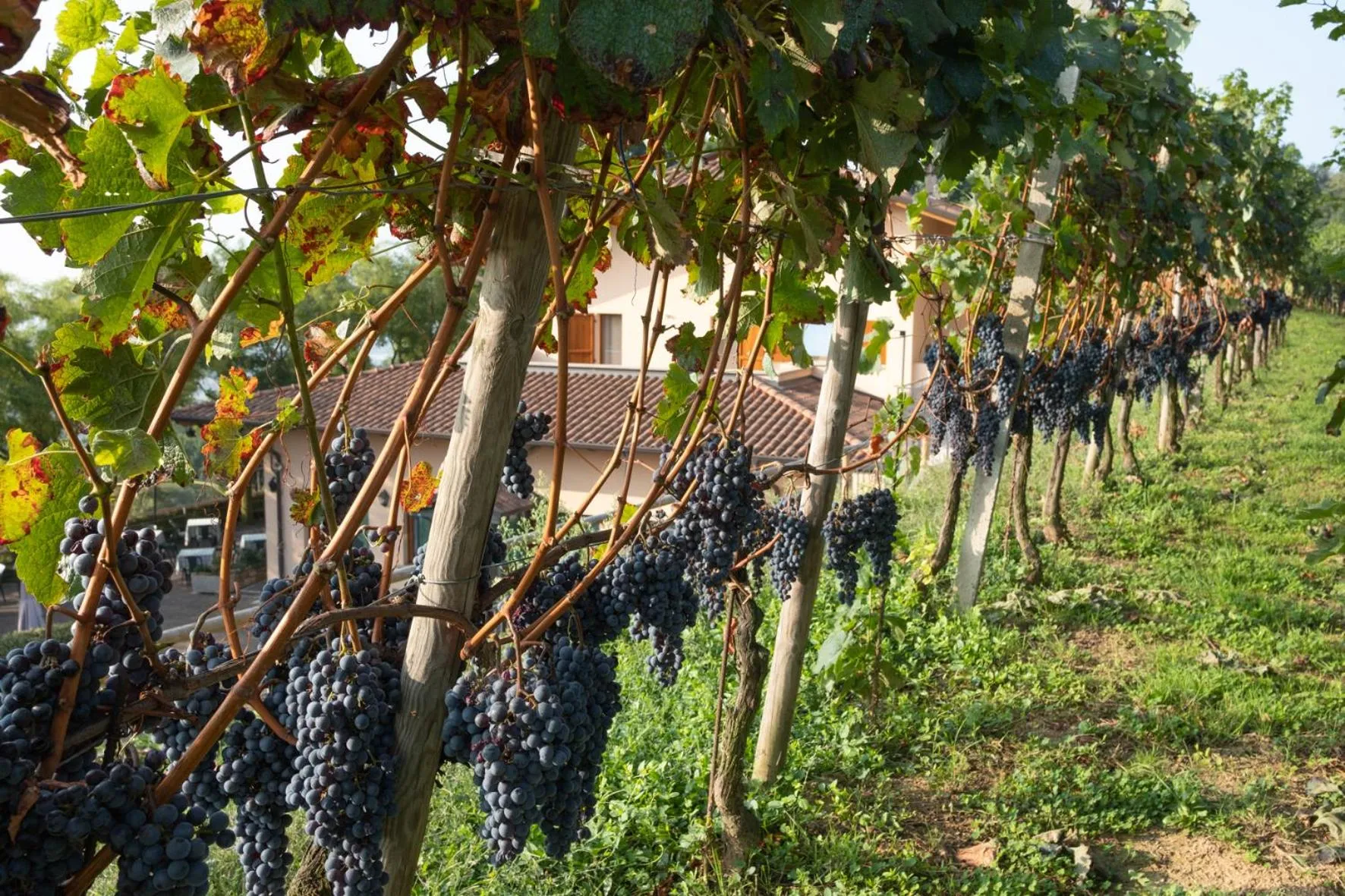 Natural landscape in Al-Colle