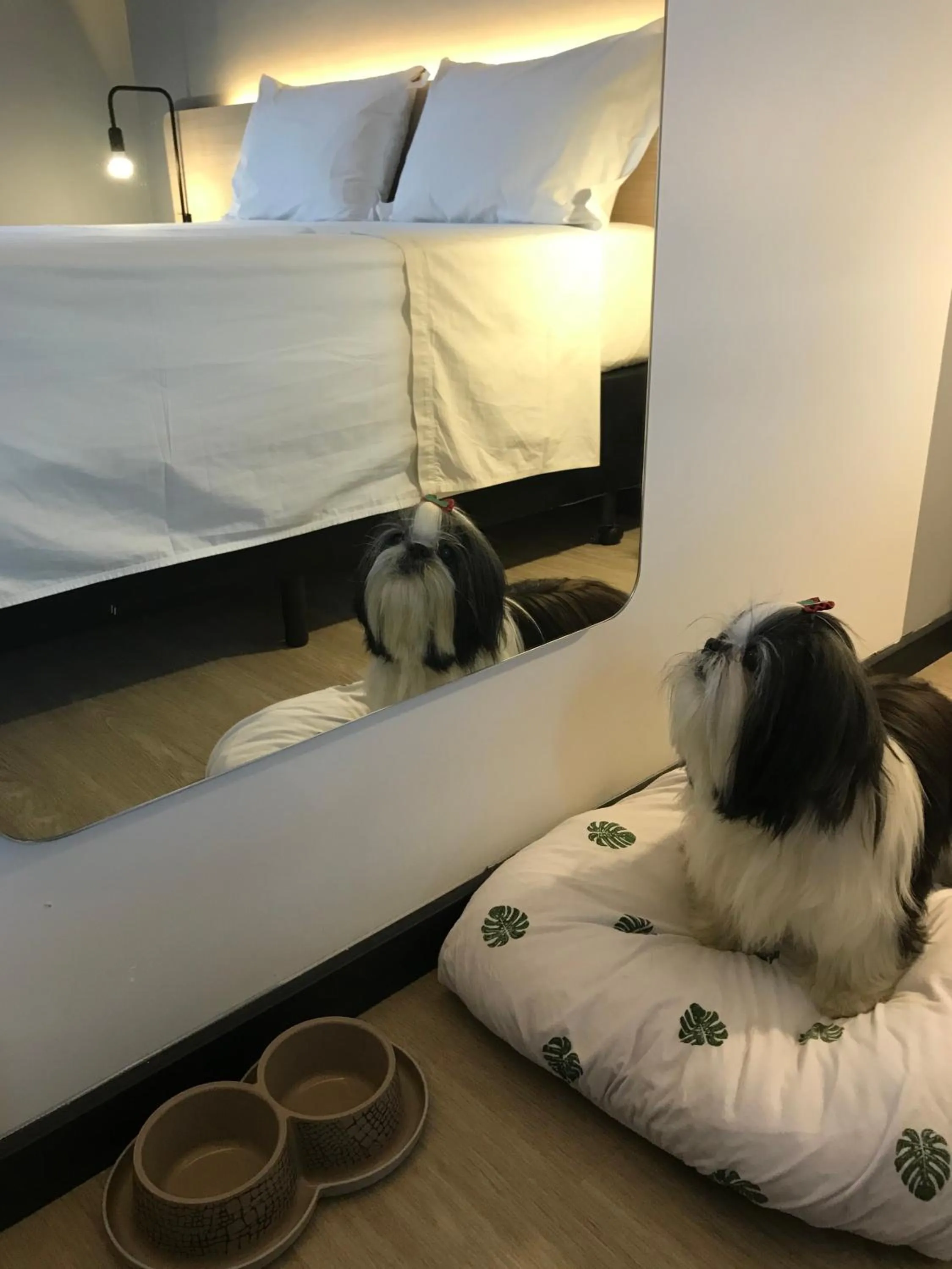 Pets in Naalt Hotel Joinville