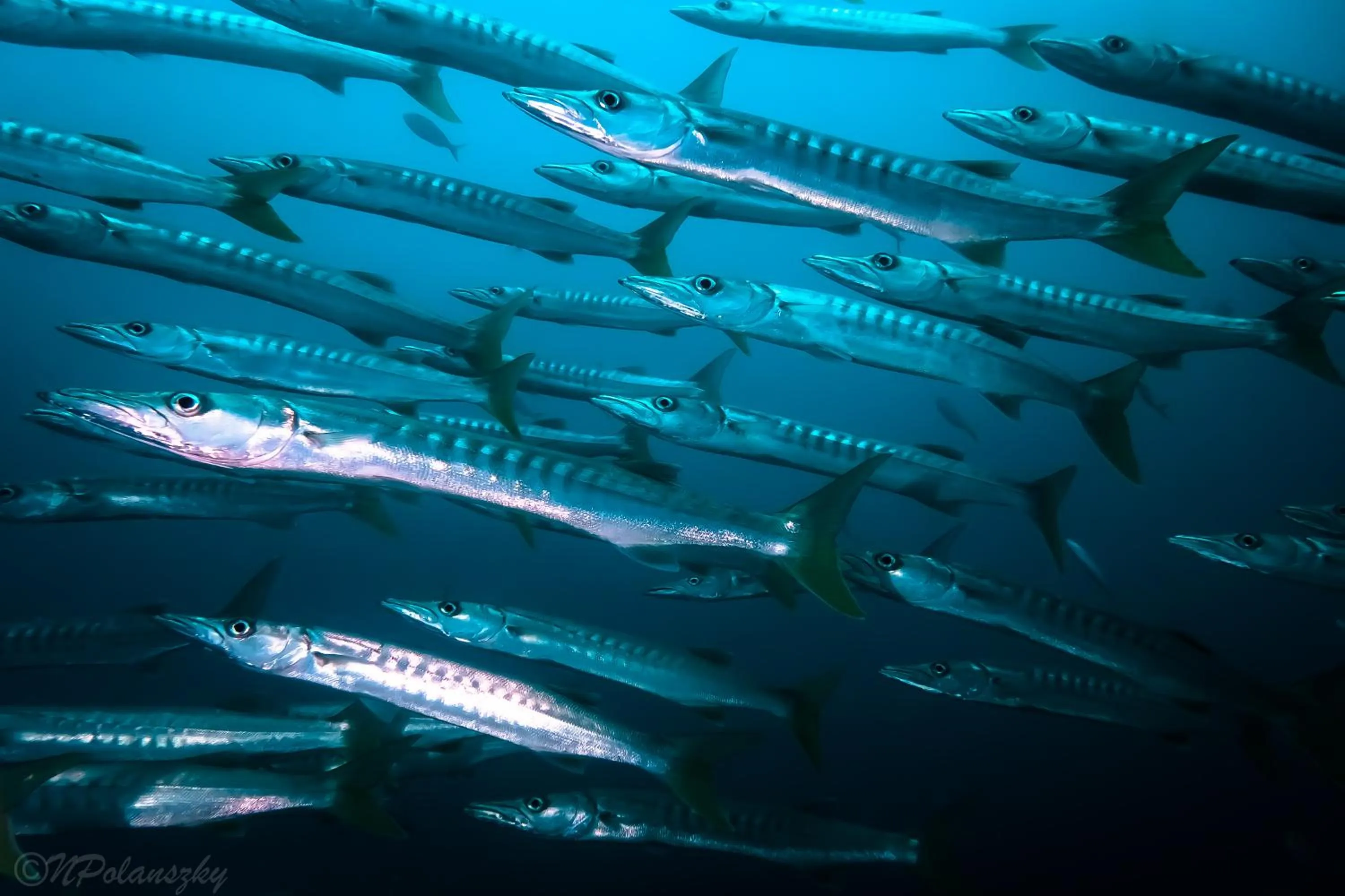 Diving in Forra Dive Resort Pattaya Beach