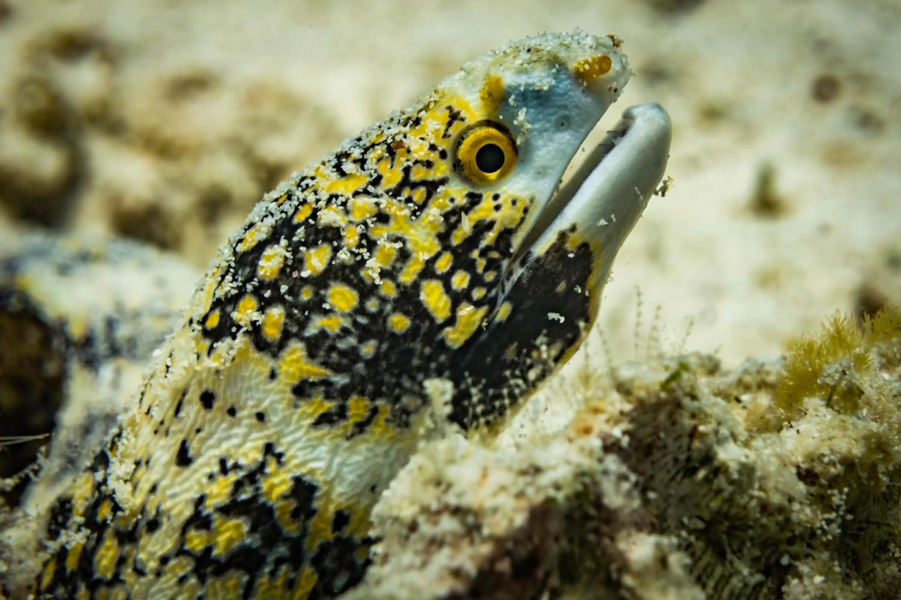 Diving in Forra Dive Resort Pattaya Beach
