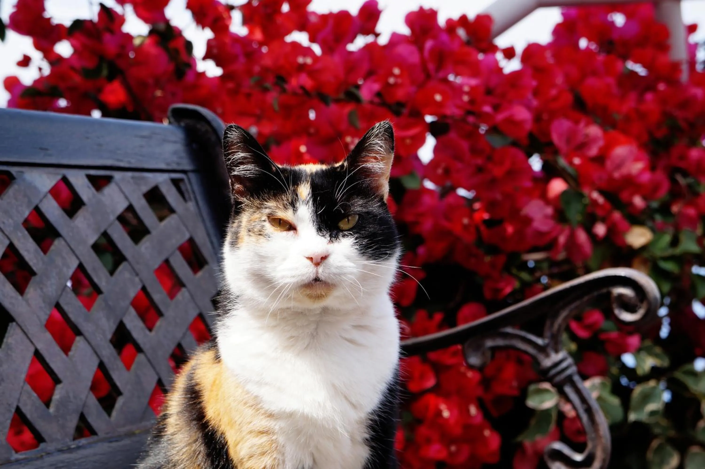 Pets in Casa das Proteas