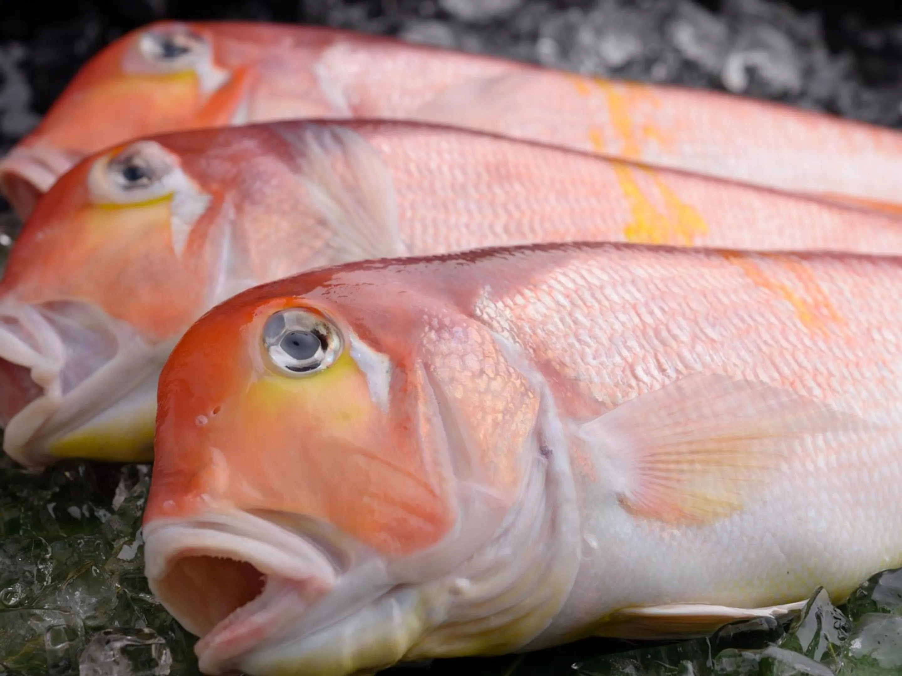 Food in Ryokan Kohro