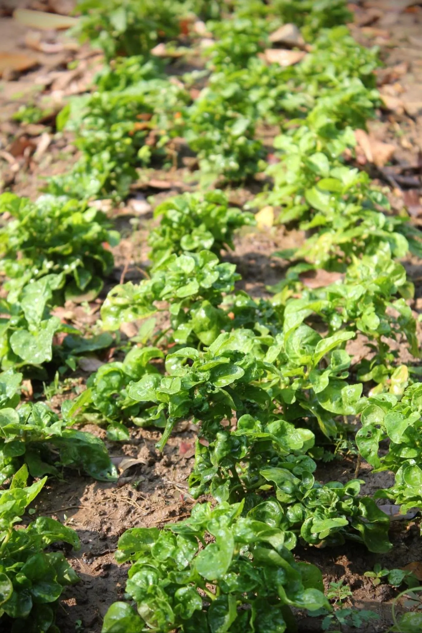 Sappraiwan Elephant Resort & Sanctuary