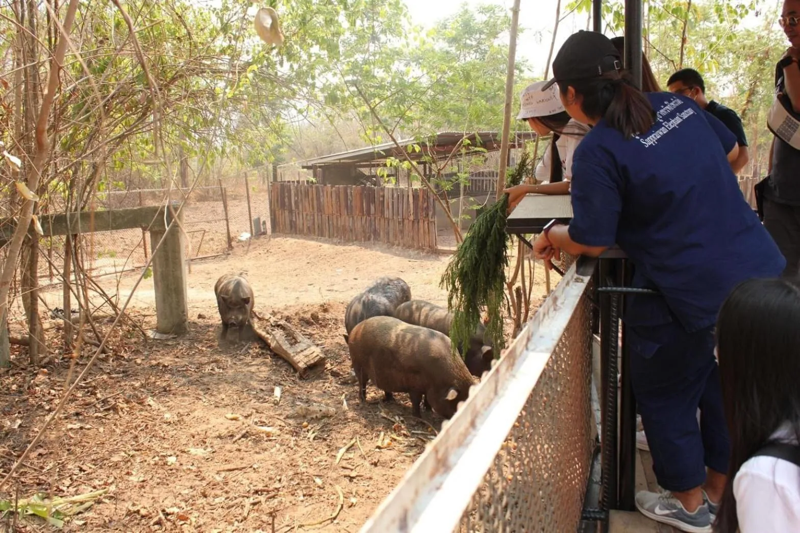 Sappraiwan Elephant Resort & Sanctuary