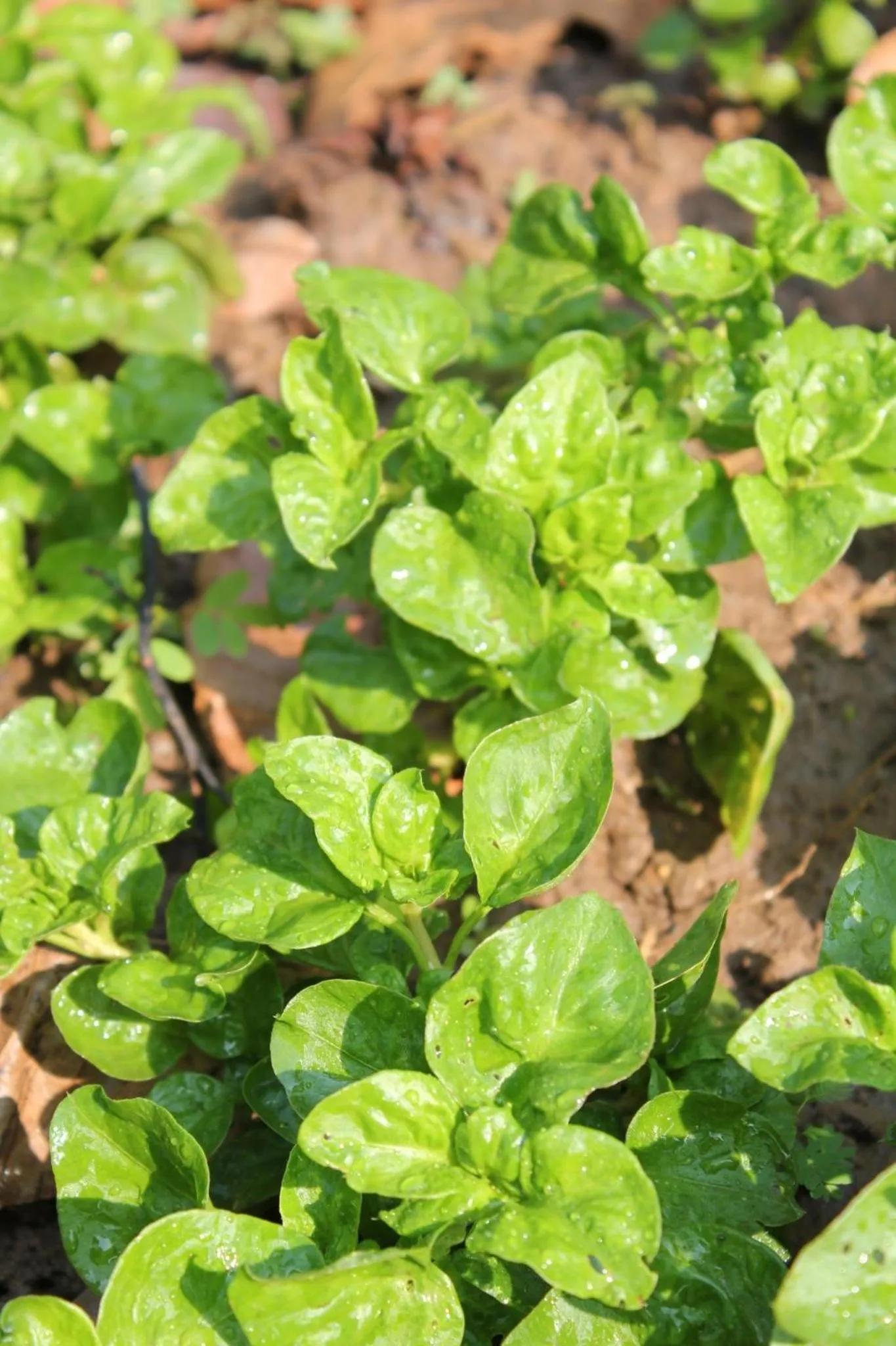 Sappraiwan Elephant Resort & Sanctuary