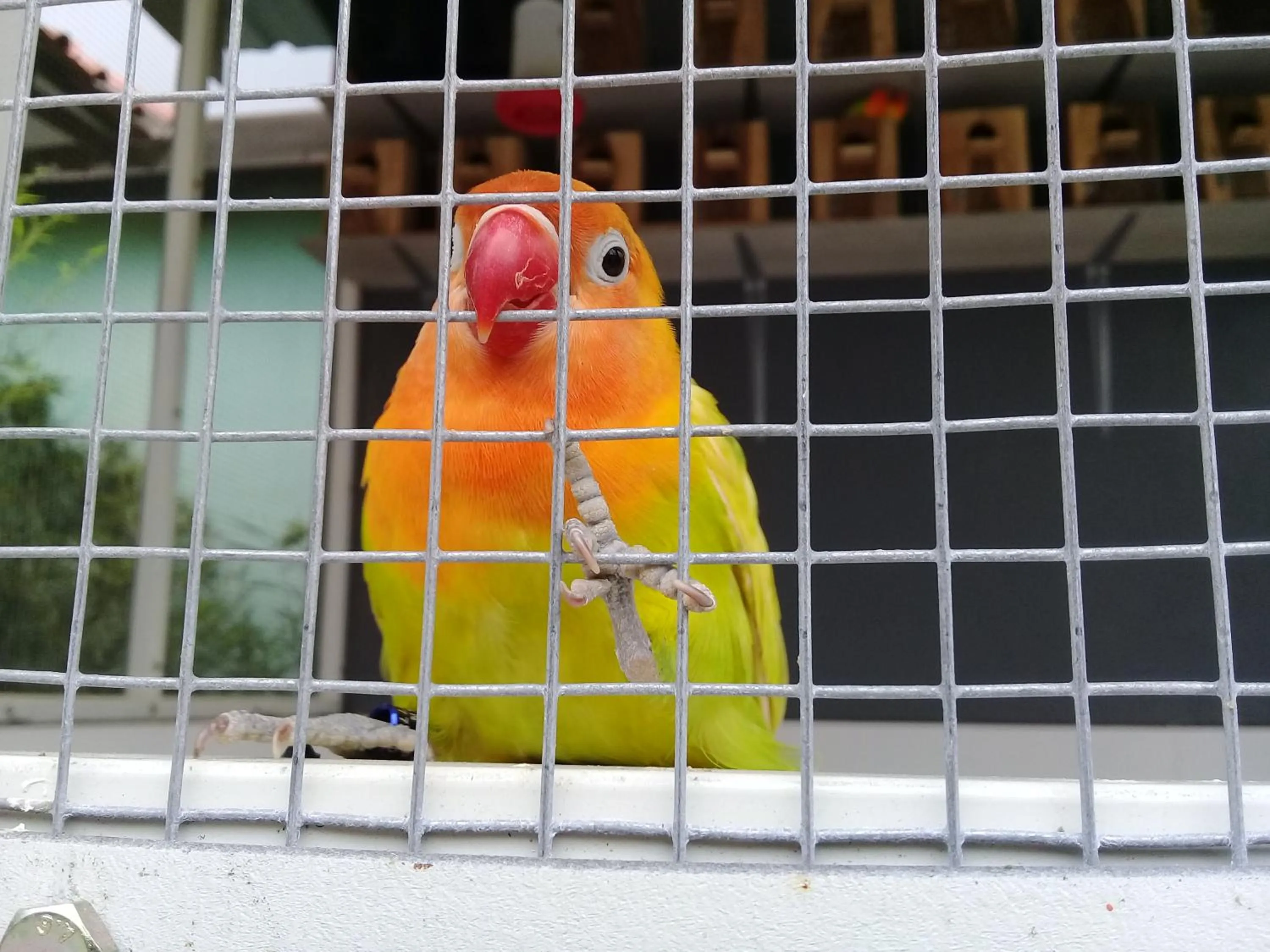 Wisma Lovebird