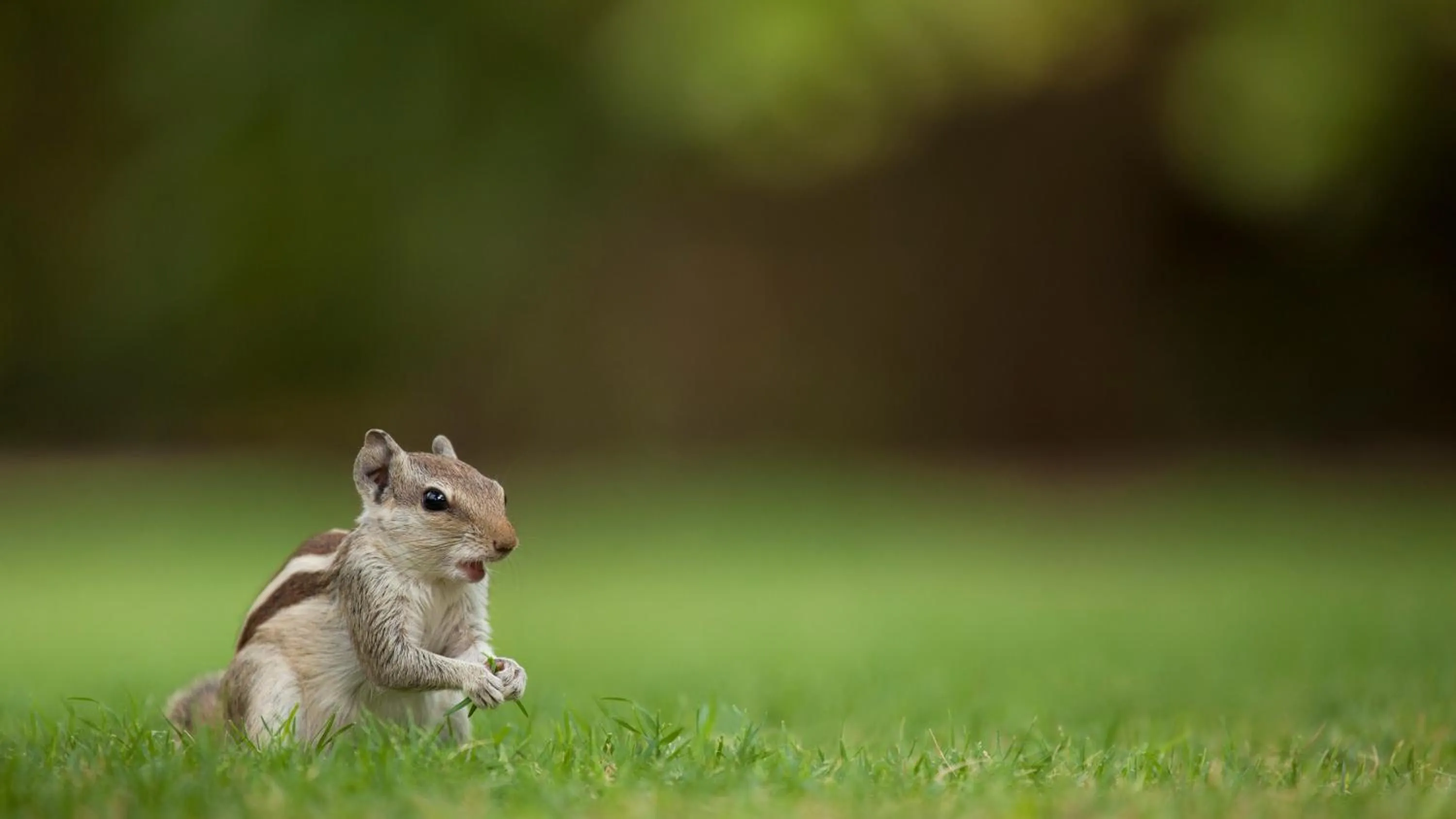 Animals in RAAS Jodhpur